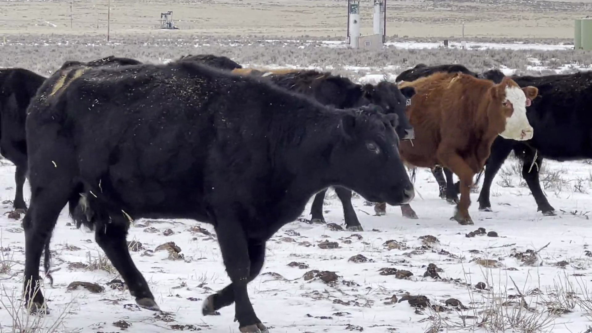 BC124B-80 Bred Cows