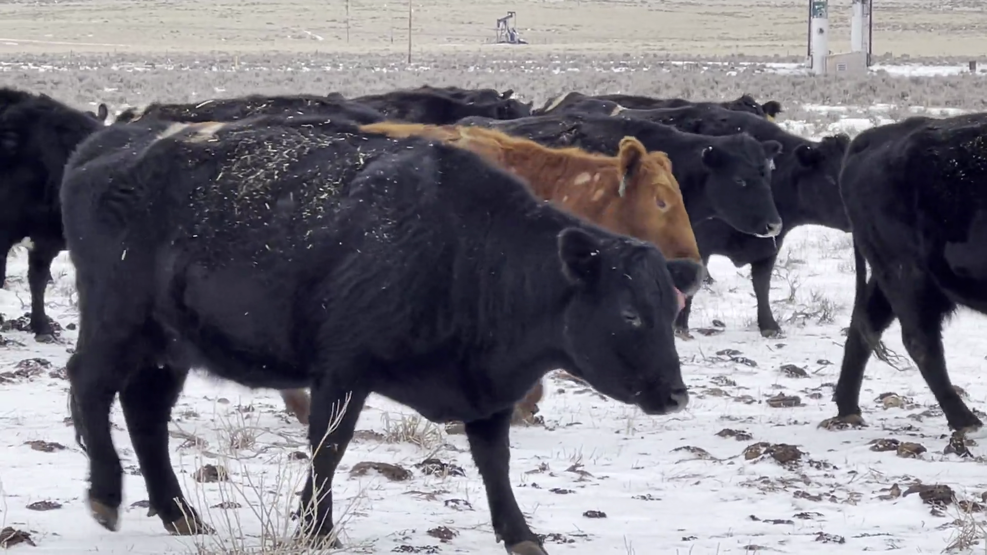 BC124B-80 Bred Cows