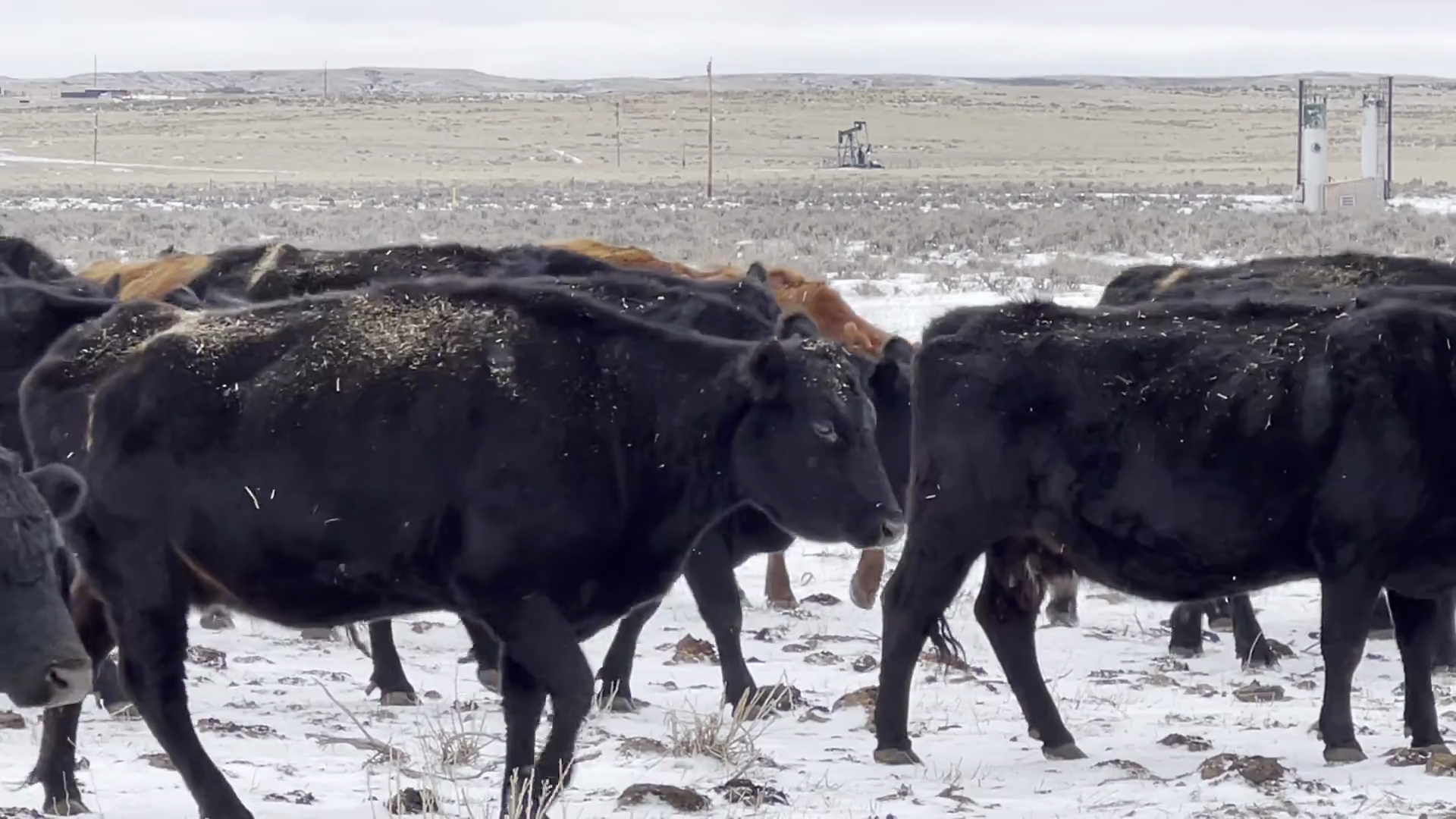 BC124B-80 Bred Cows