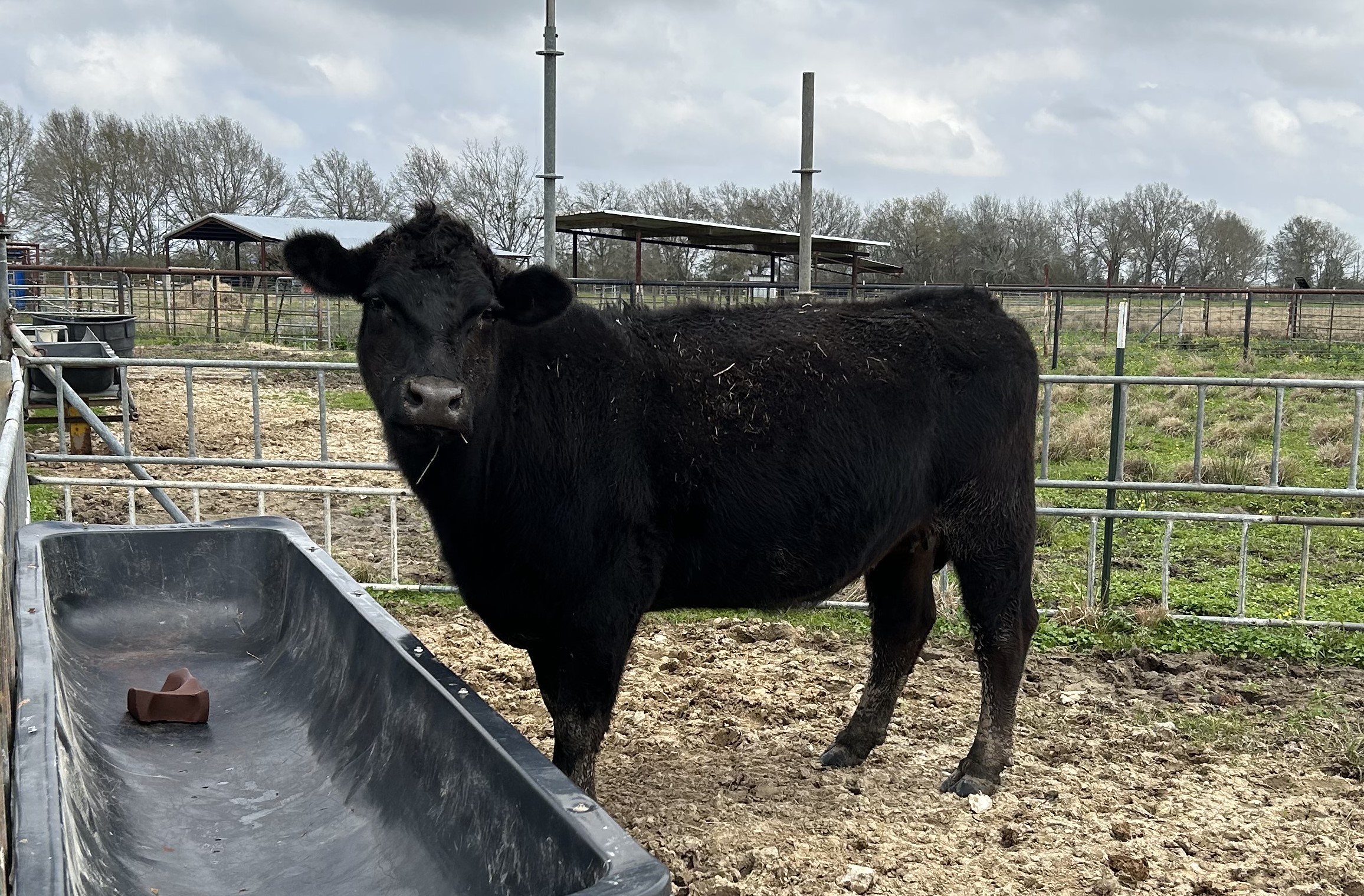 Registered Black Angus Cows and Heifer