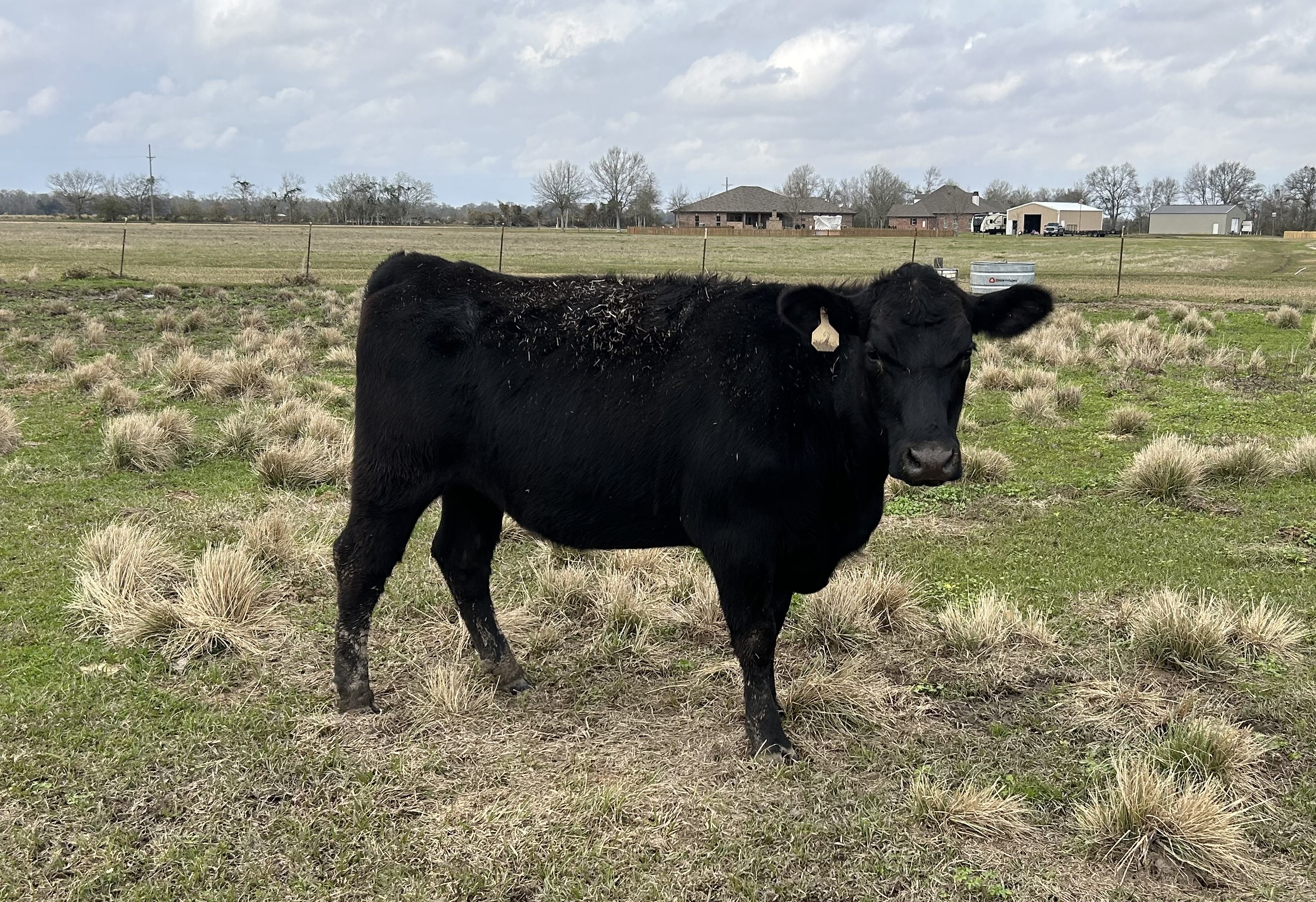 Registered Black Angus Cows and Heifer
