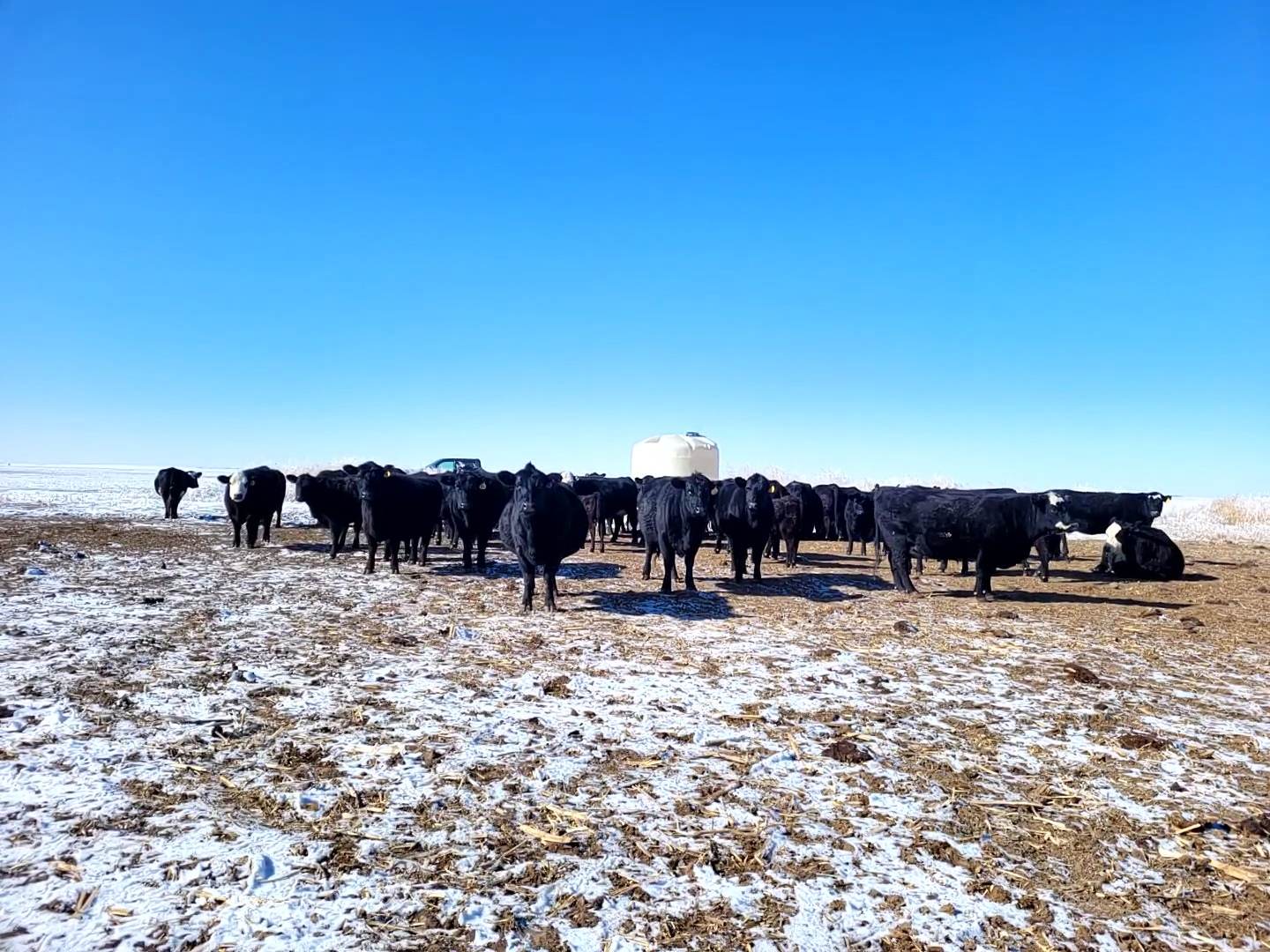 47 Heavy Bred Angus Cows For Sale