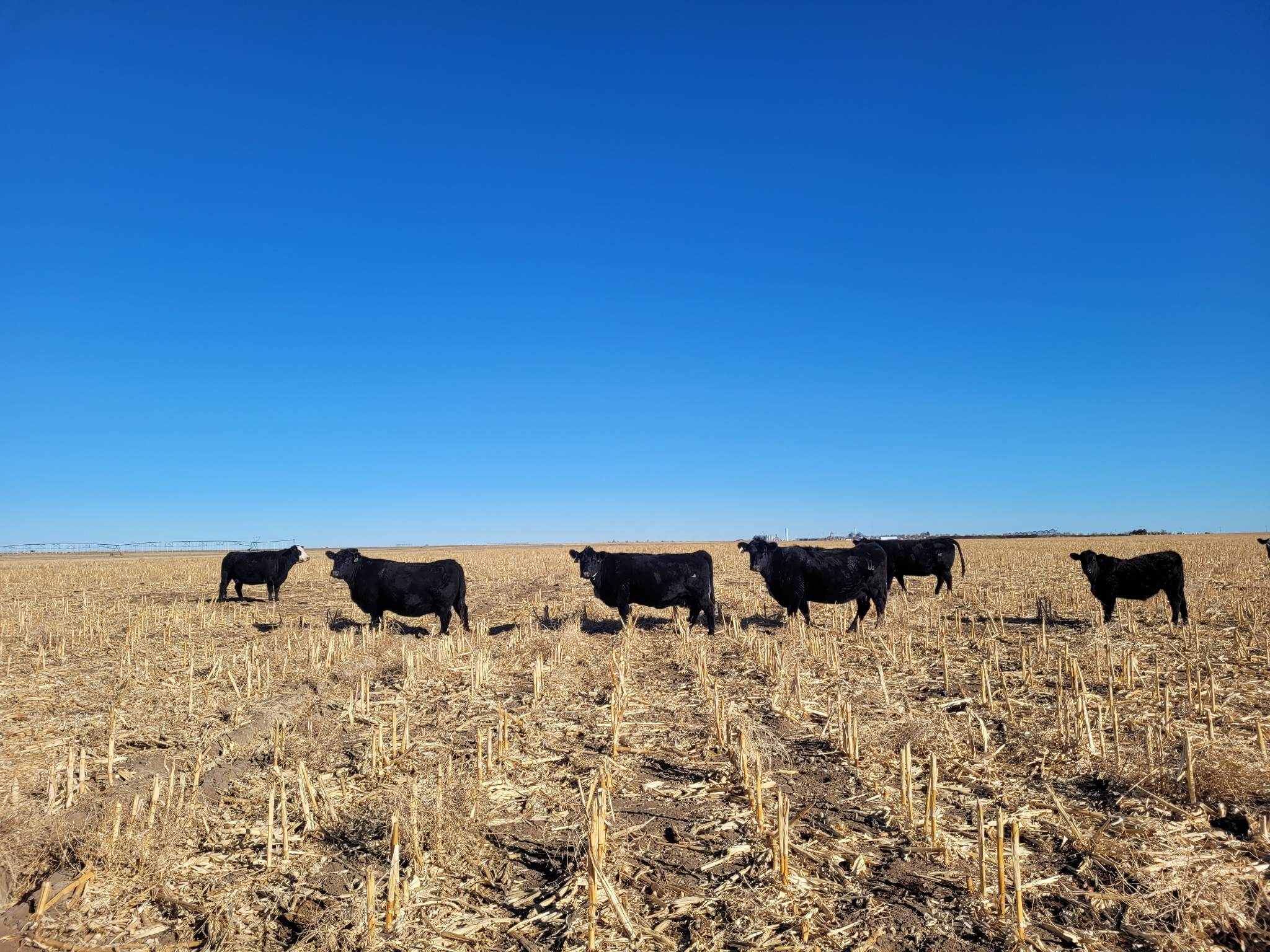 47 Heavy Bred Angus Cows For Sale