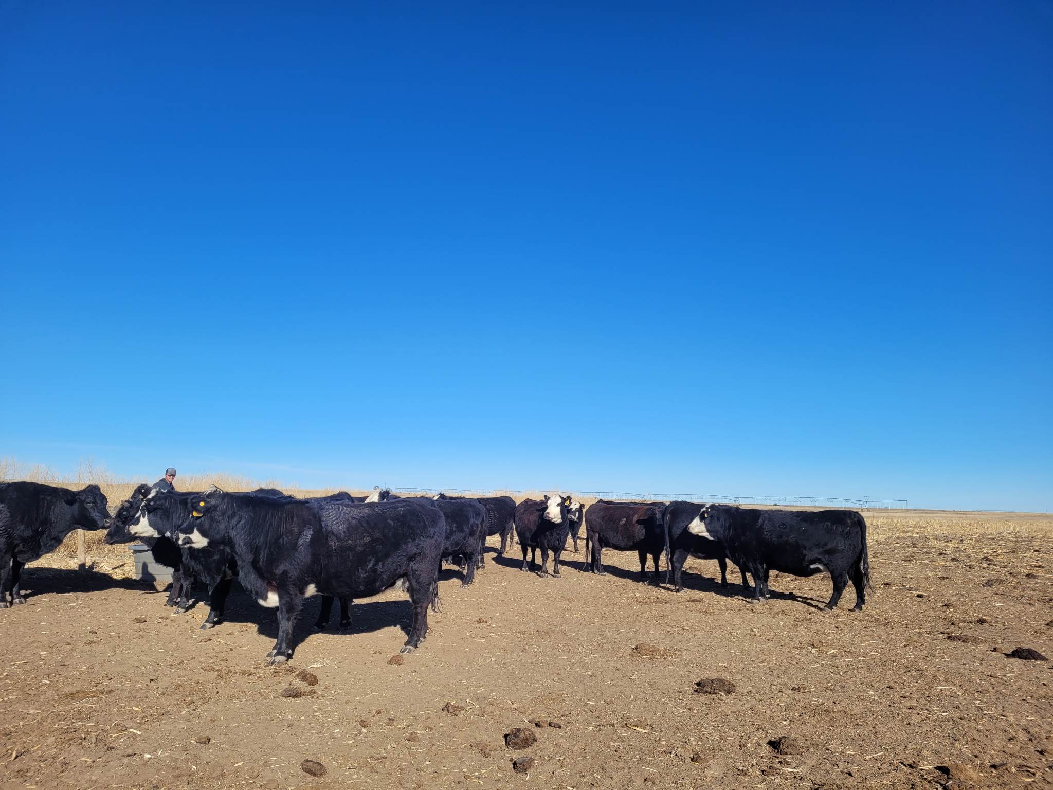 47 Heavy Bred Angus Cows For Sale