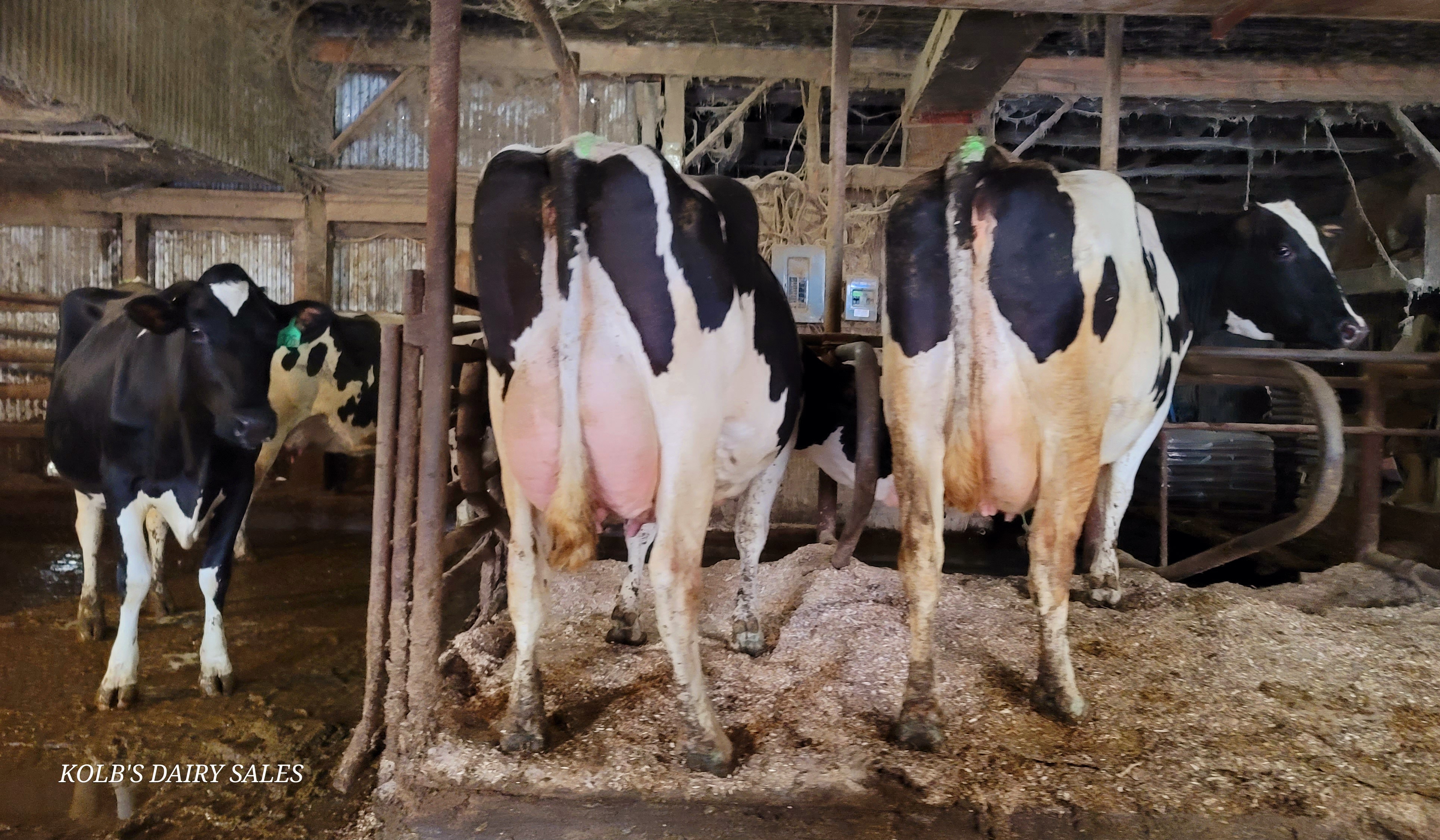 HOLSTEIN HERD
