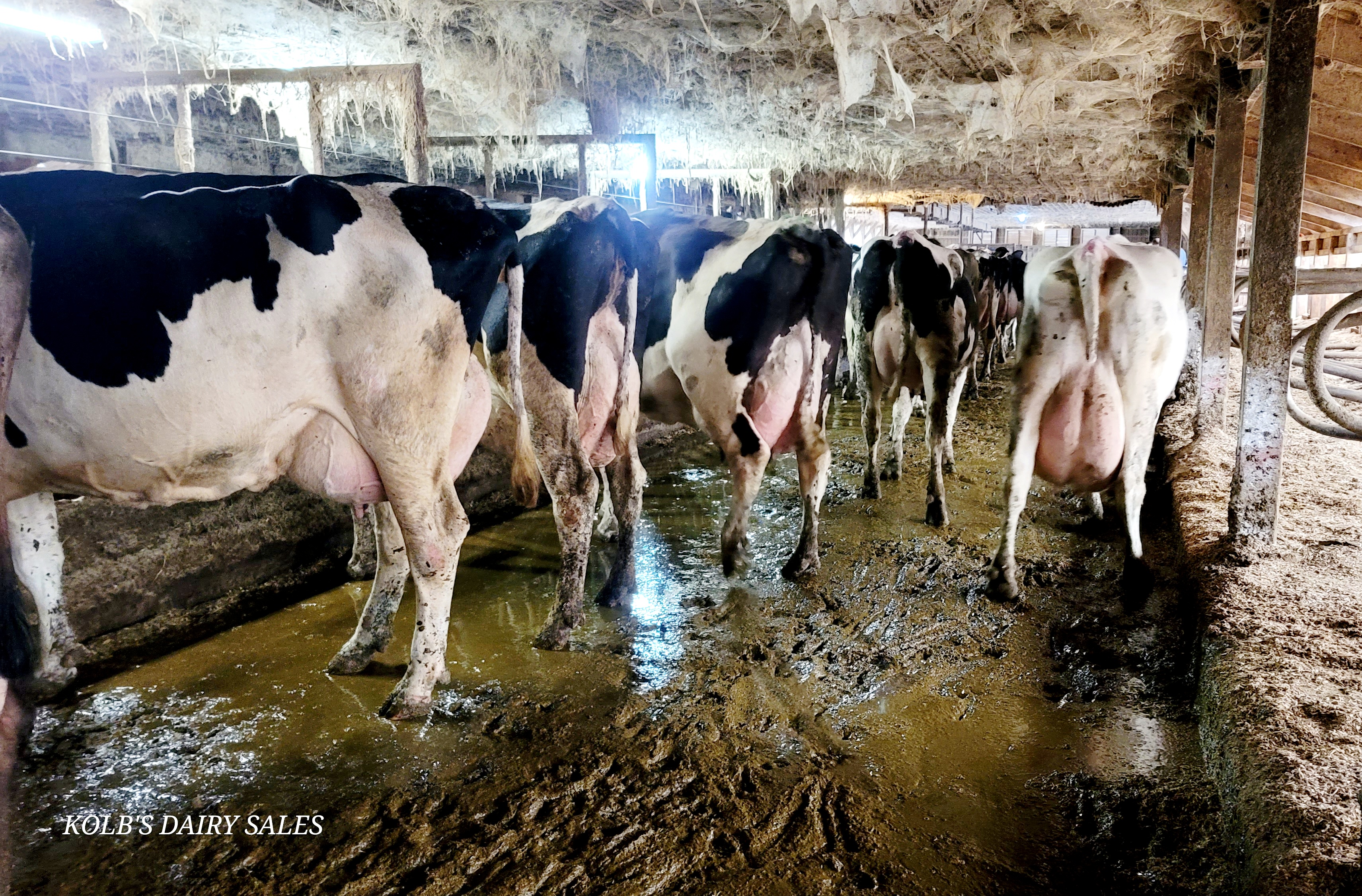 HOLSTEIN HERD