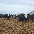 140 Three, Four and Five Year Old Fall Calving Cows