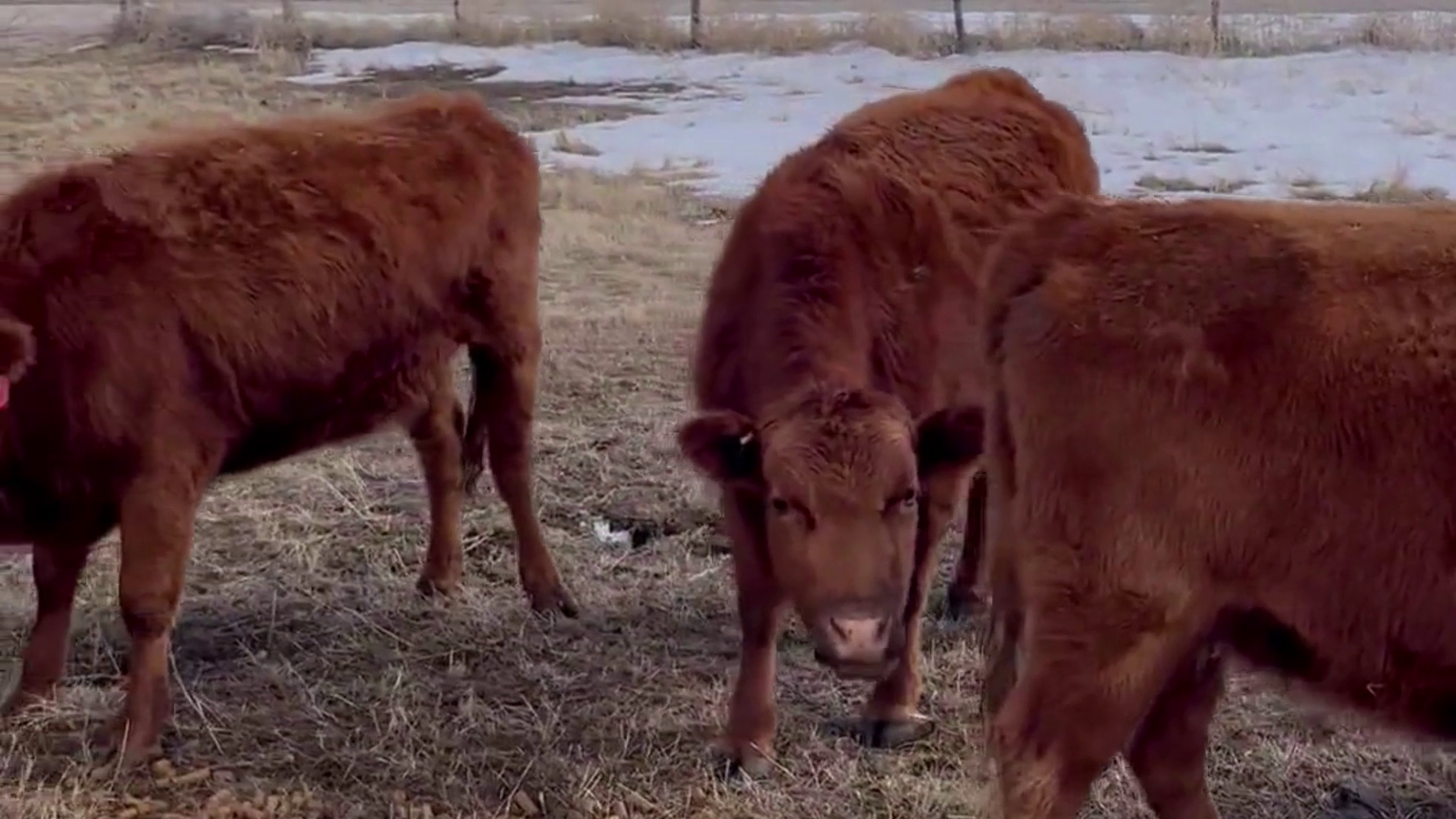 BC308A-18 Bred Cows
