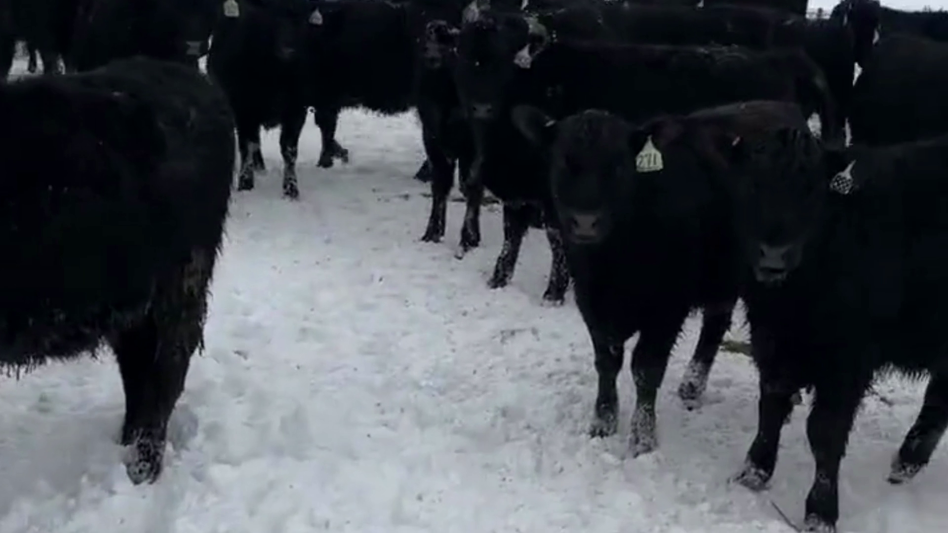 BS324A-150 Breeding Stock