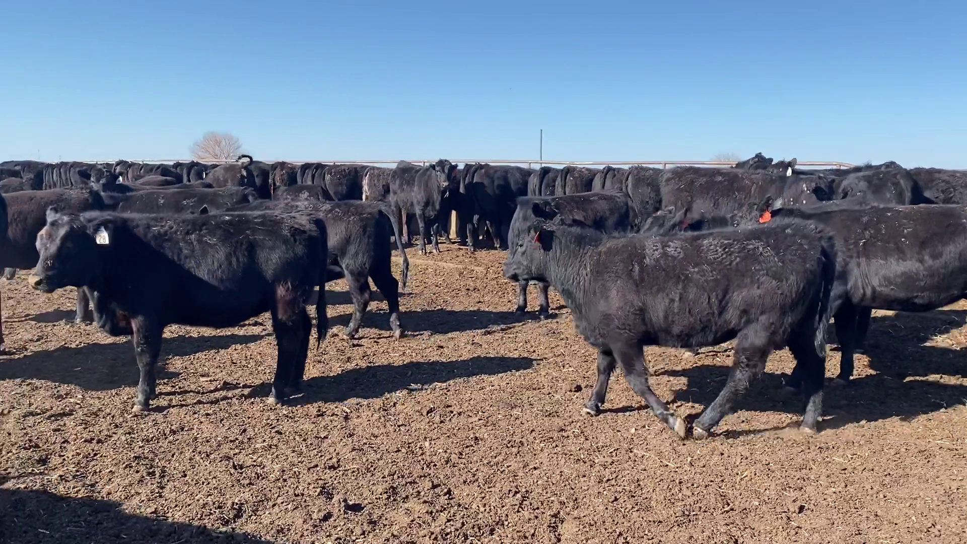 BH413C-75 Bred Heifers
