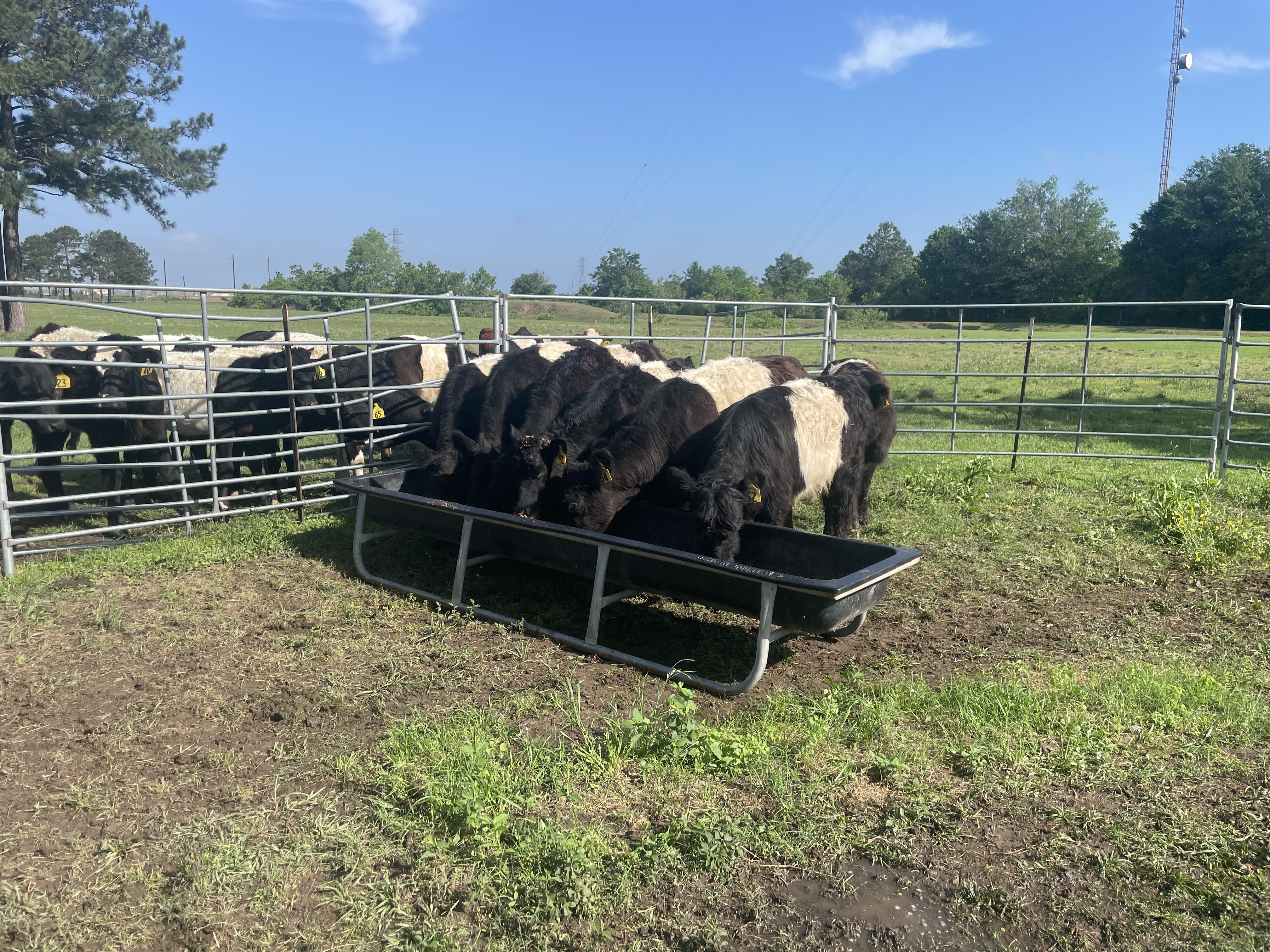 Seven fancy heifers