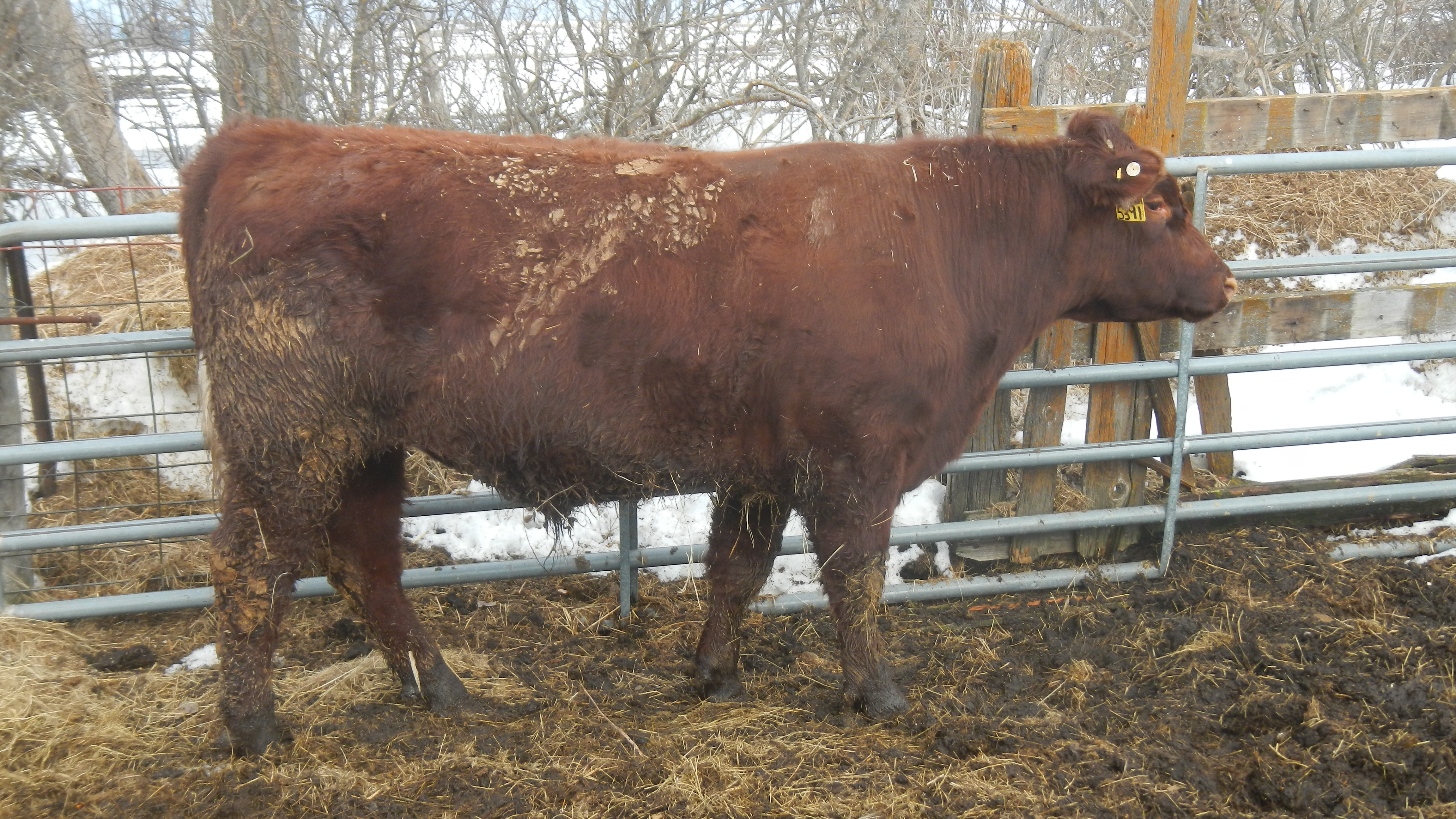 Shorthorn bulls