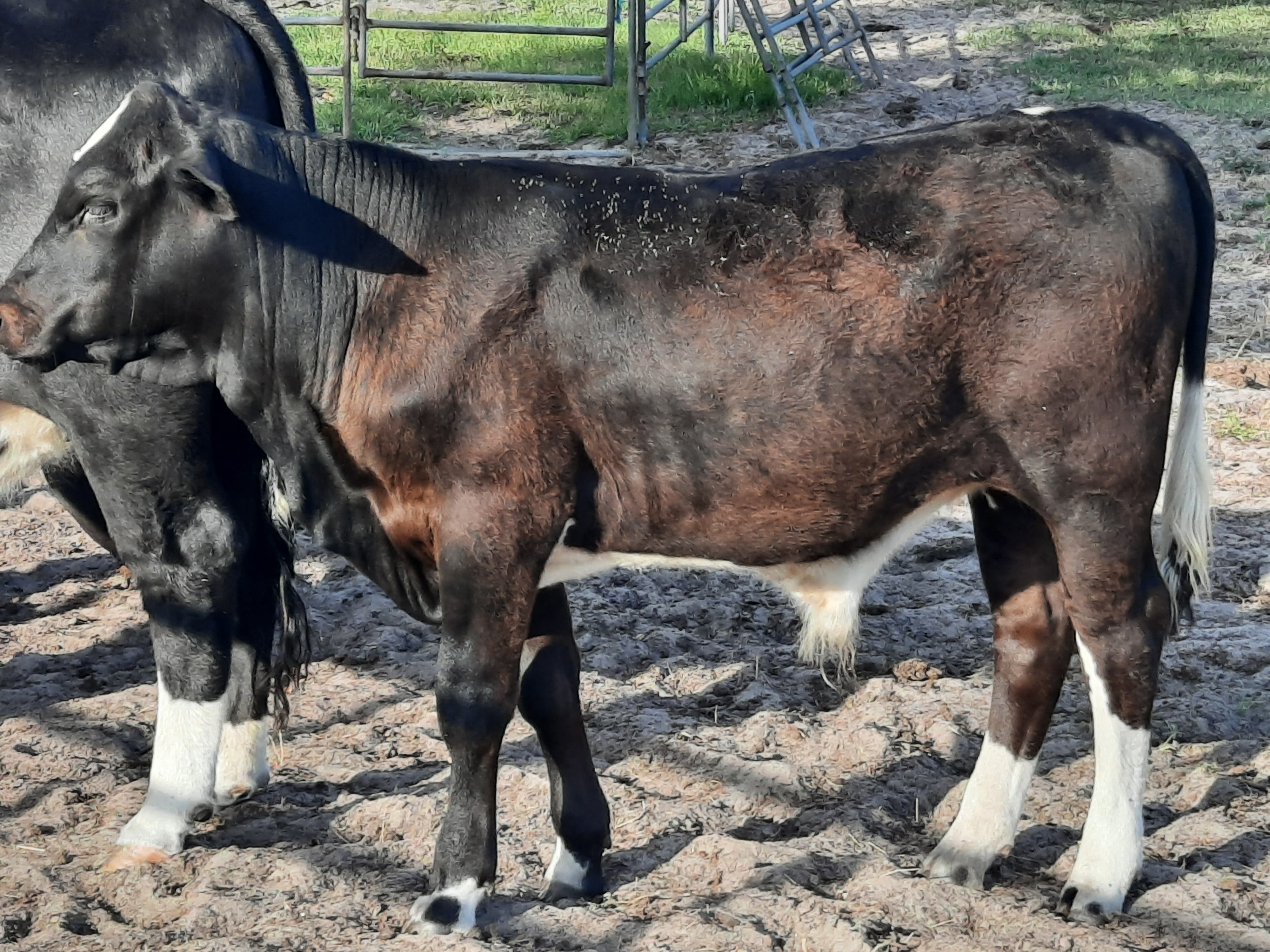 Gorgeous flashy bull calf 1/2 Angus 1/2 beefmaster 7 mos