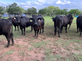 Brangus cows, 3-5 years old, medium to long bred to black angus bulls