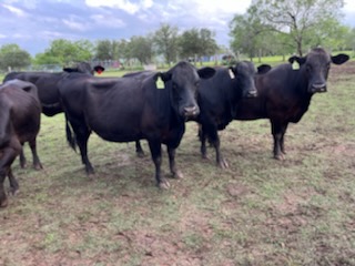 Brangus cows, 3-5 years old, medium to long bred to black angus bulls