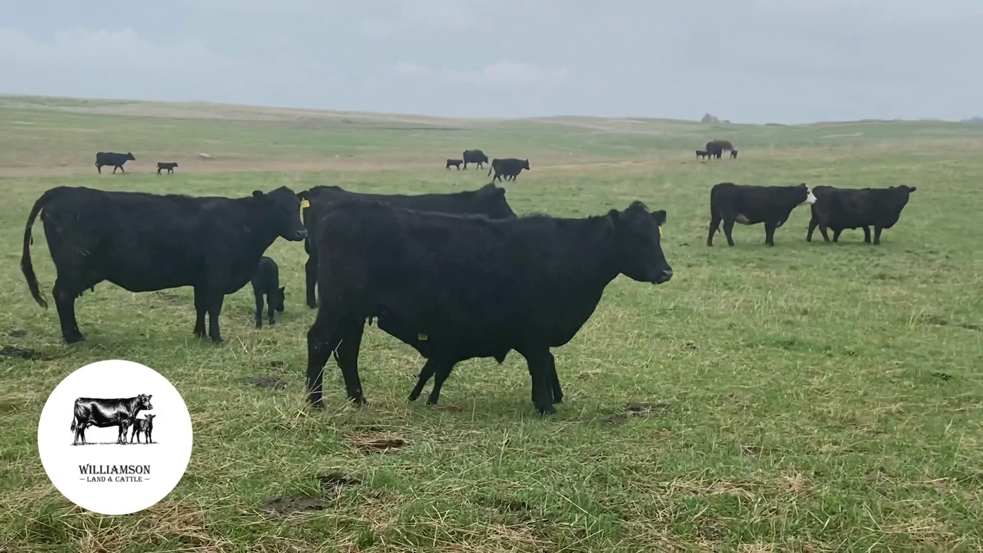 CP525A-41 Cow Pairs
