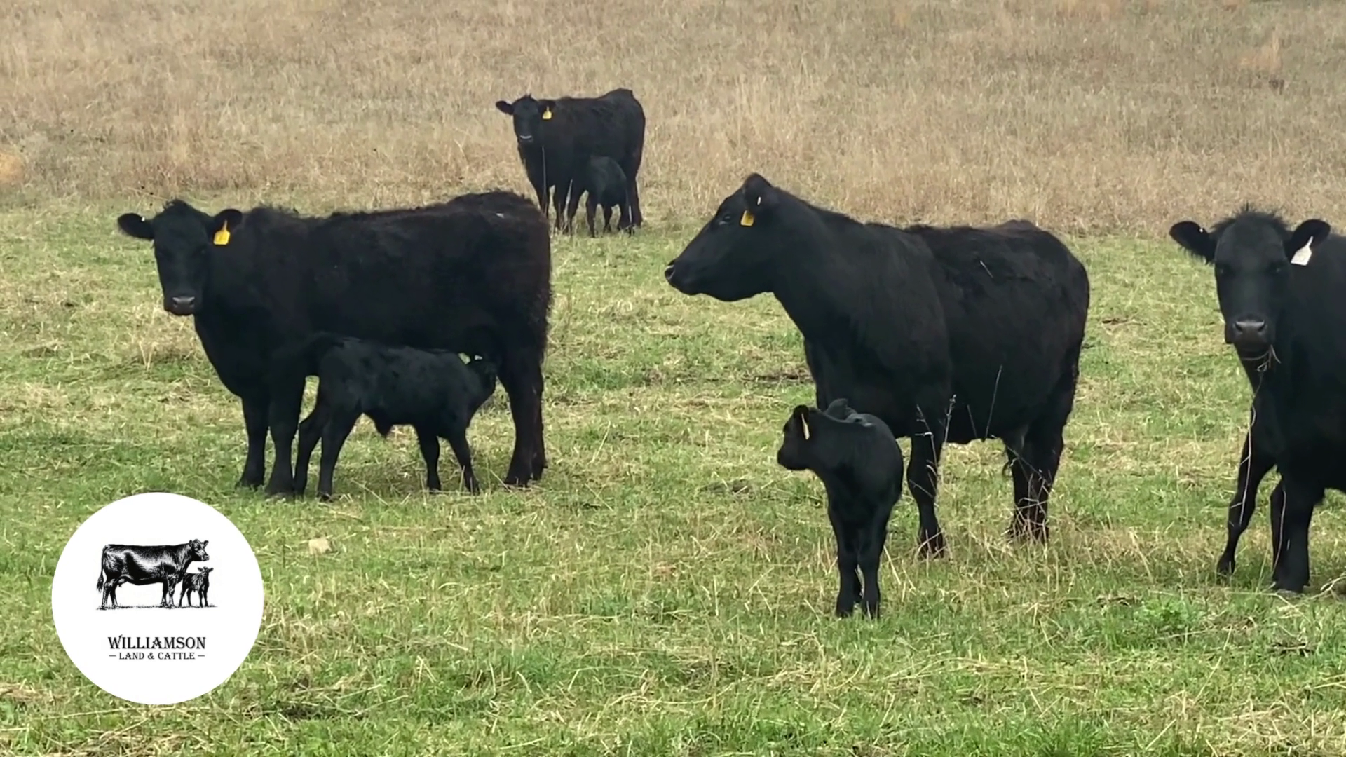 CP525A-41 Cow Pairs