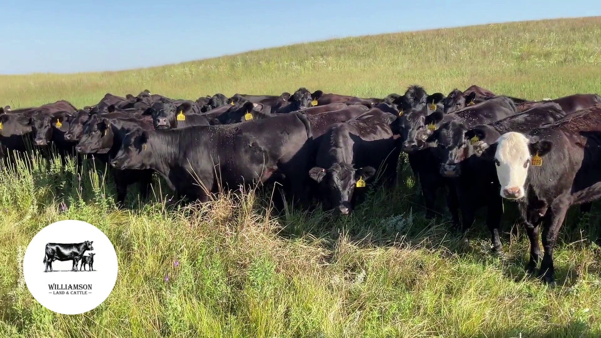 BH816A-100 Bred Heifers