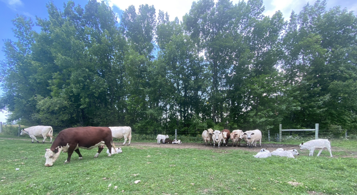 British White and Blended Cow/Calf Pairs
