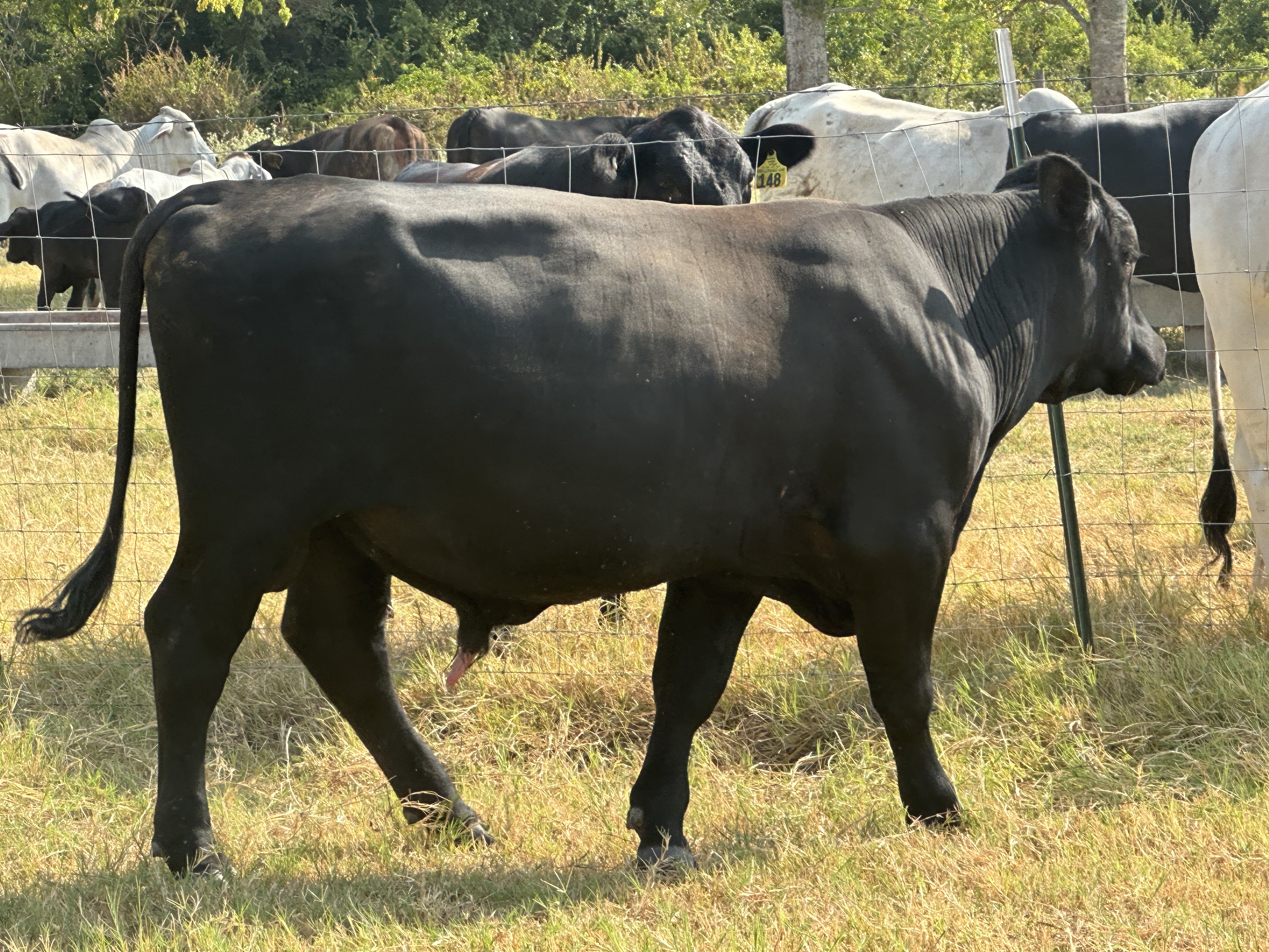 Registered Black Angus Virgin Bulls 14-16 Months old