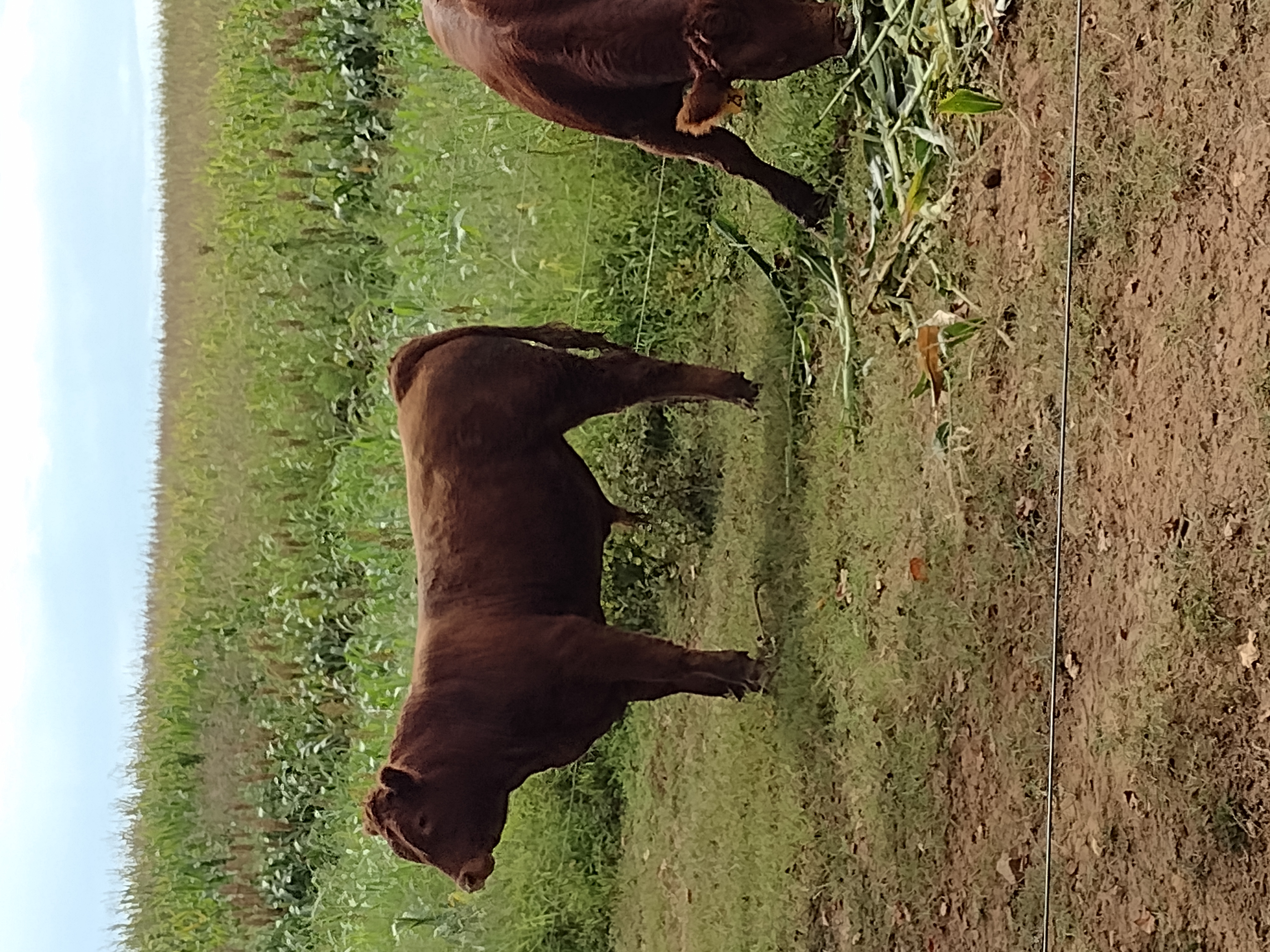 Limousin Bulls