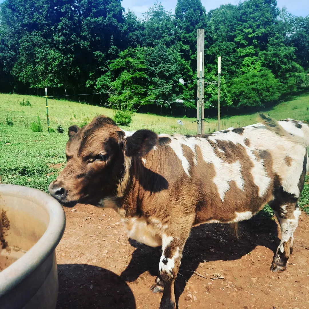 Bull calf
