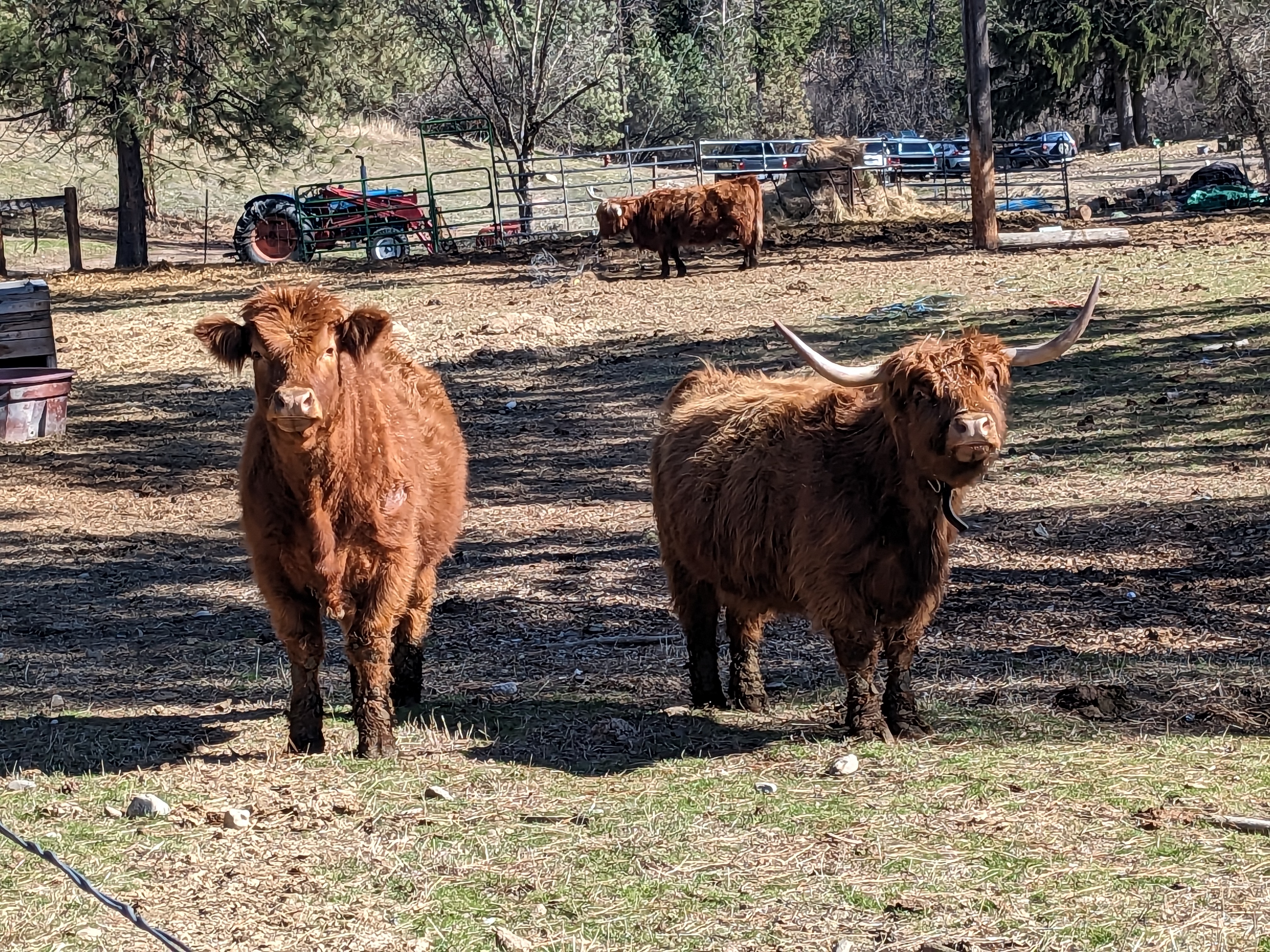 valley farm scottish hyland cows