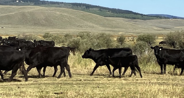 Black Calves