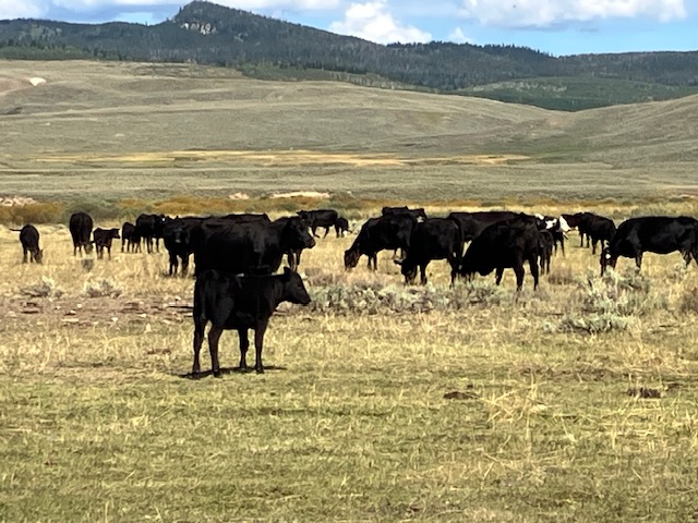 Black Bred 3-4 Year Olds