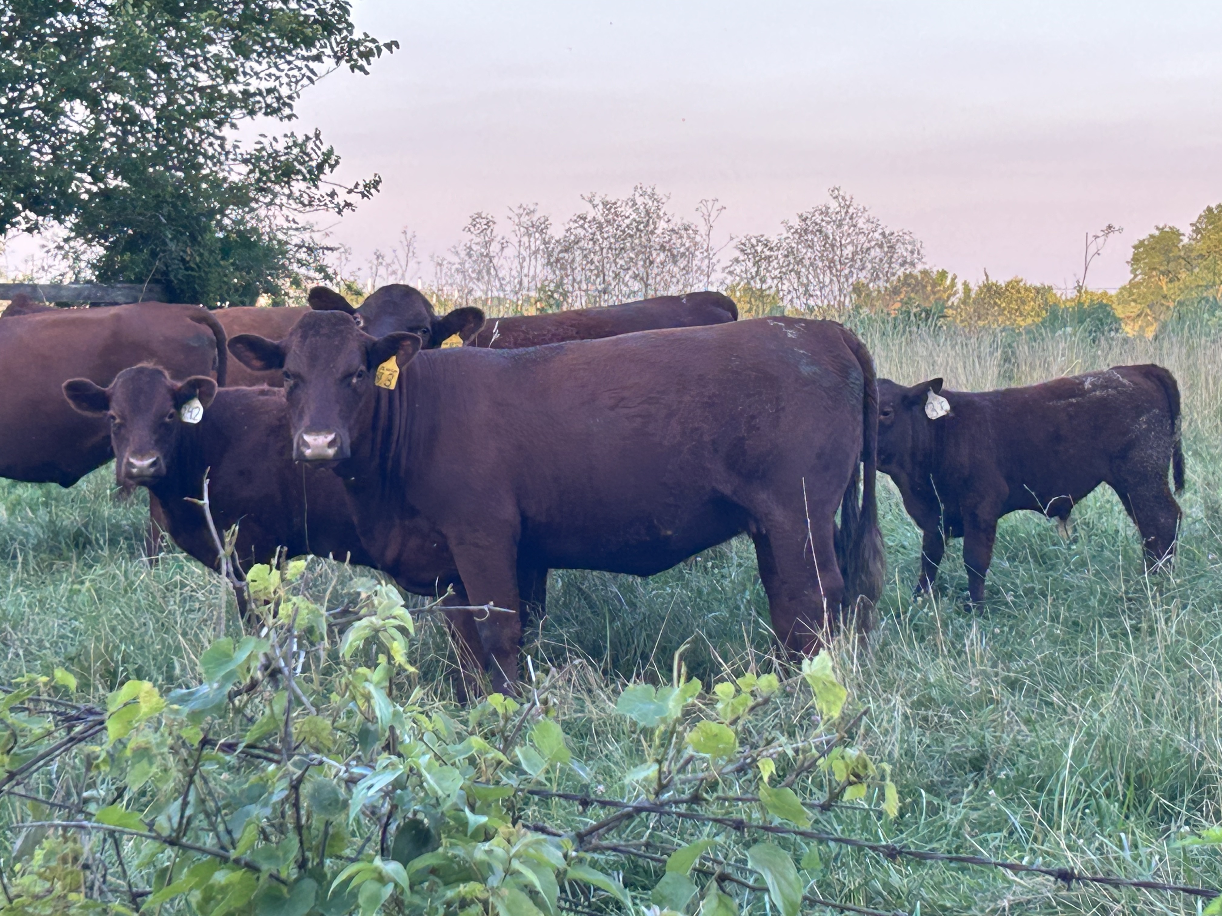 Red Devon Cattle - High Percentage Crosses