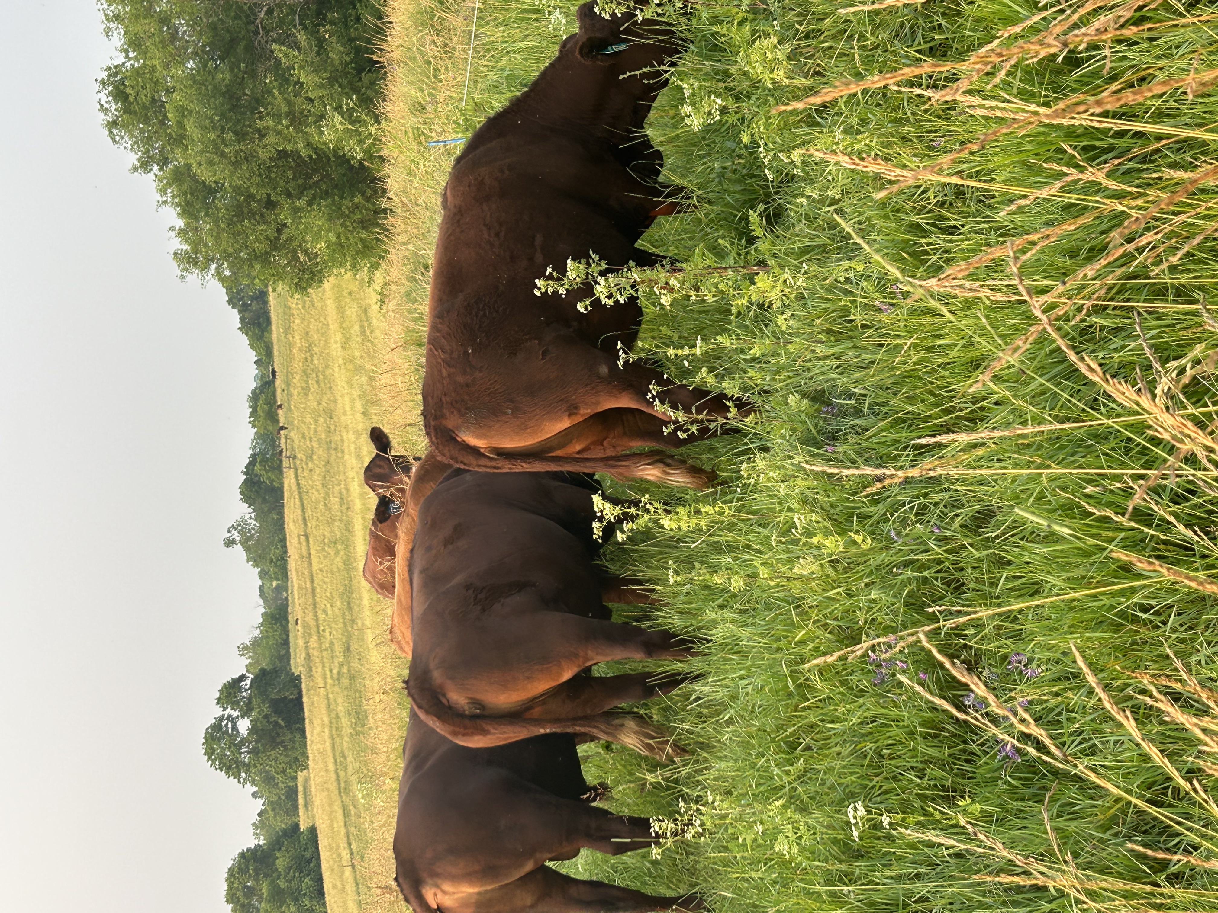 Red Devon - Registered Pure Bred Cattle