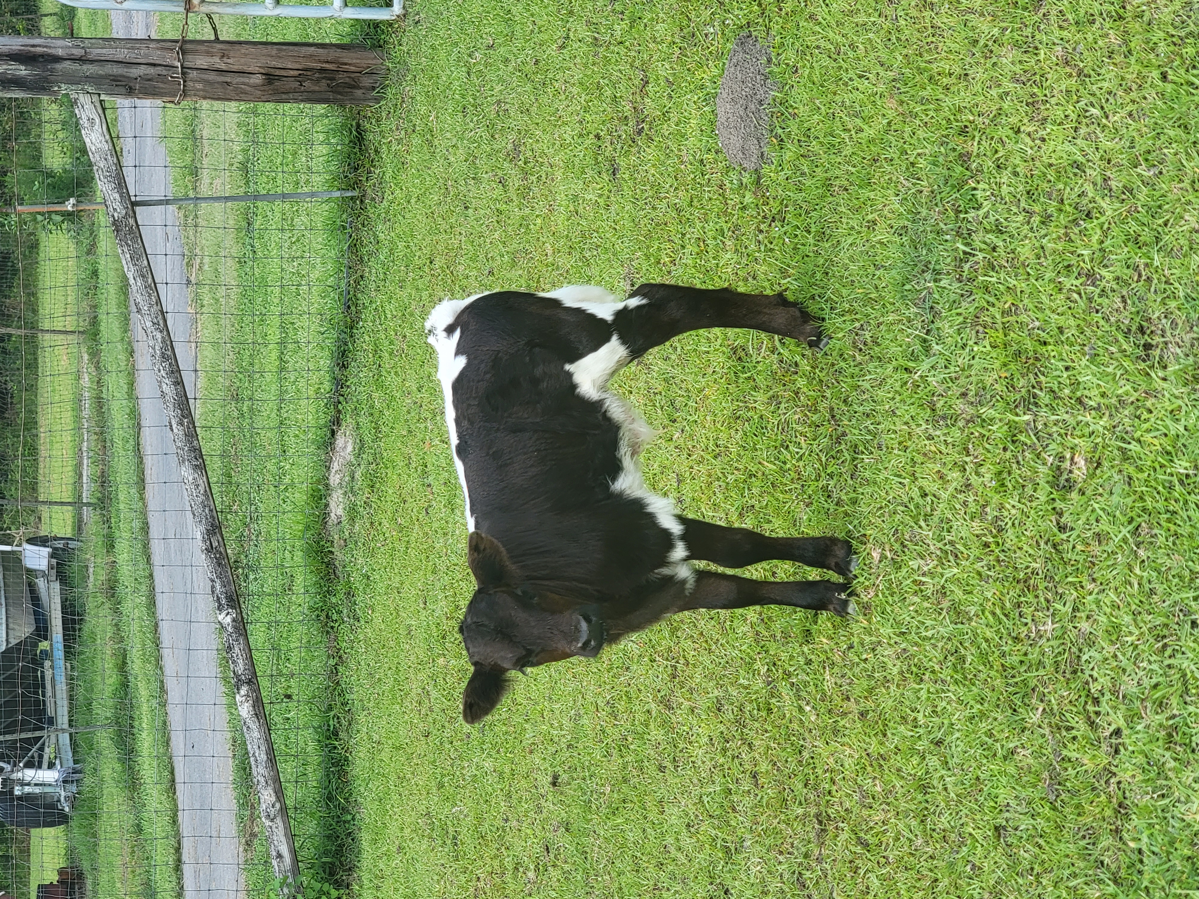 Mini bull calf