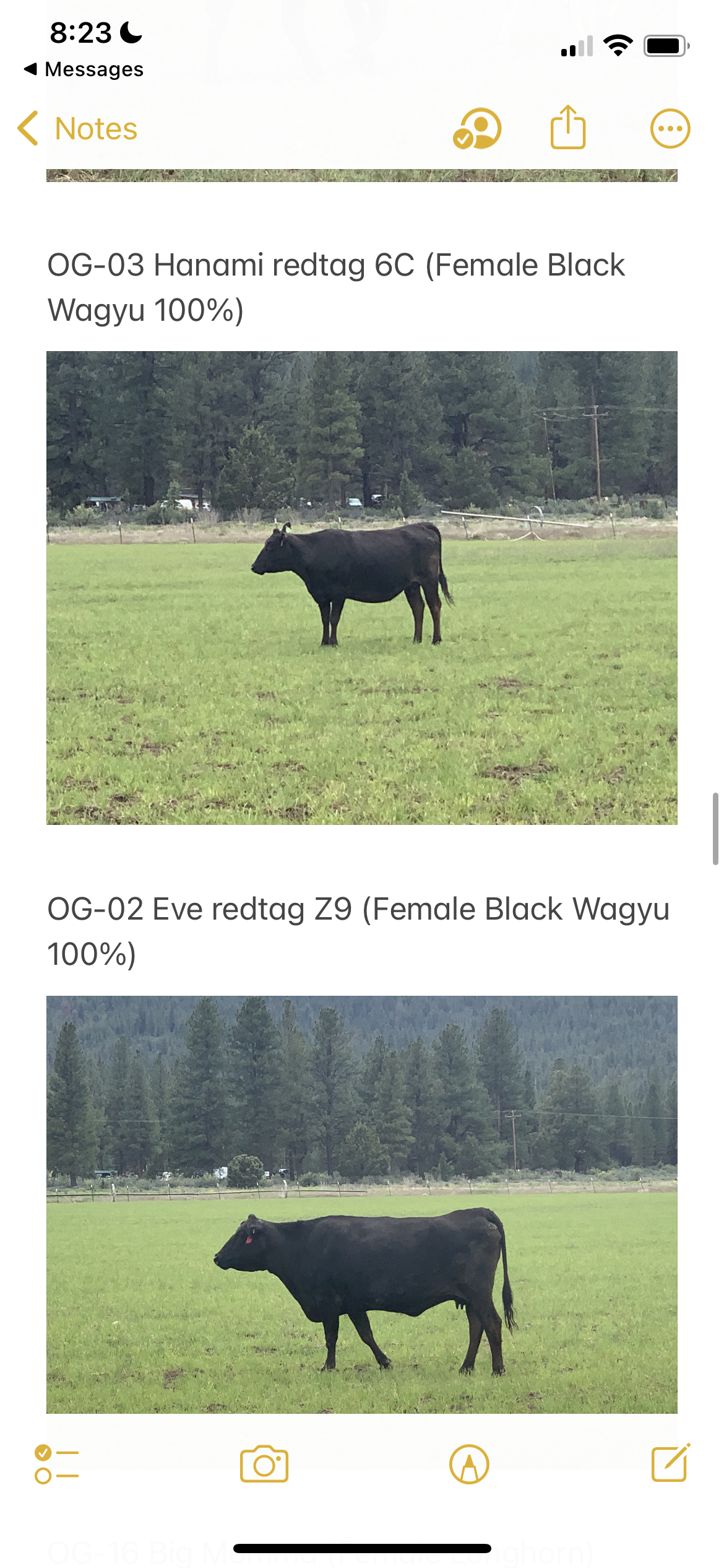 Wagyu cows