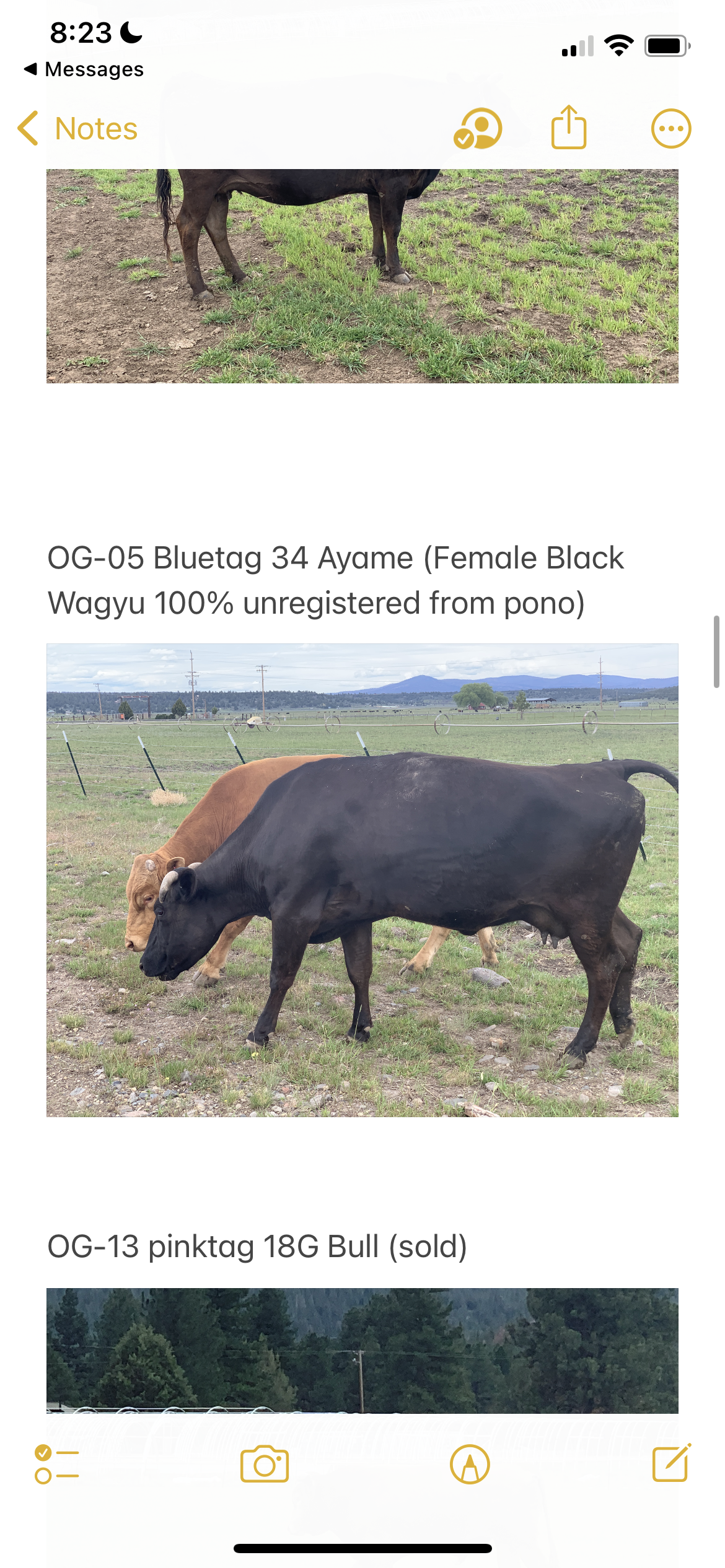 Wagyu cows
