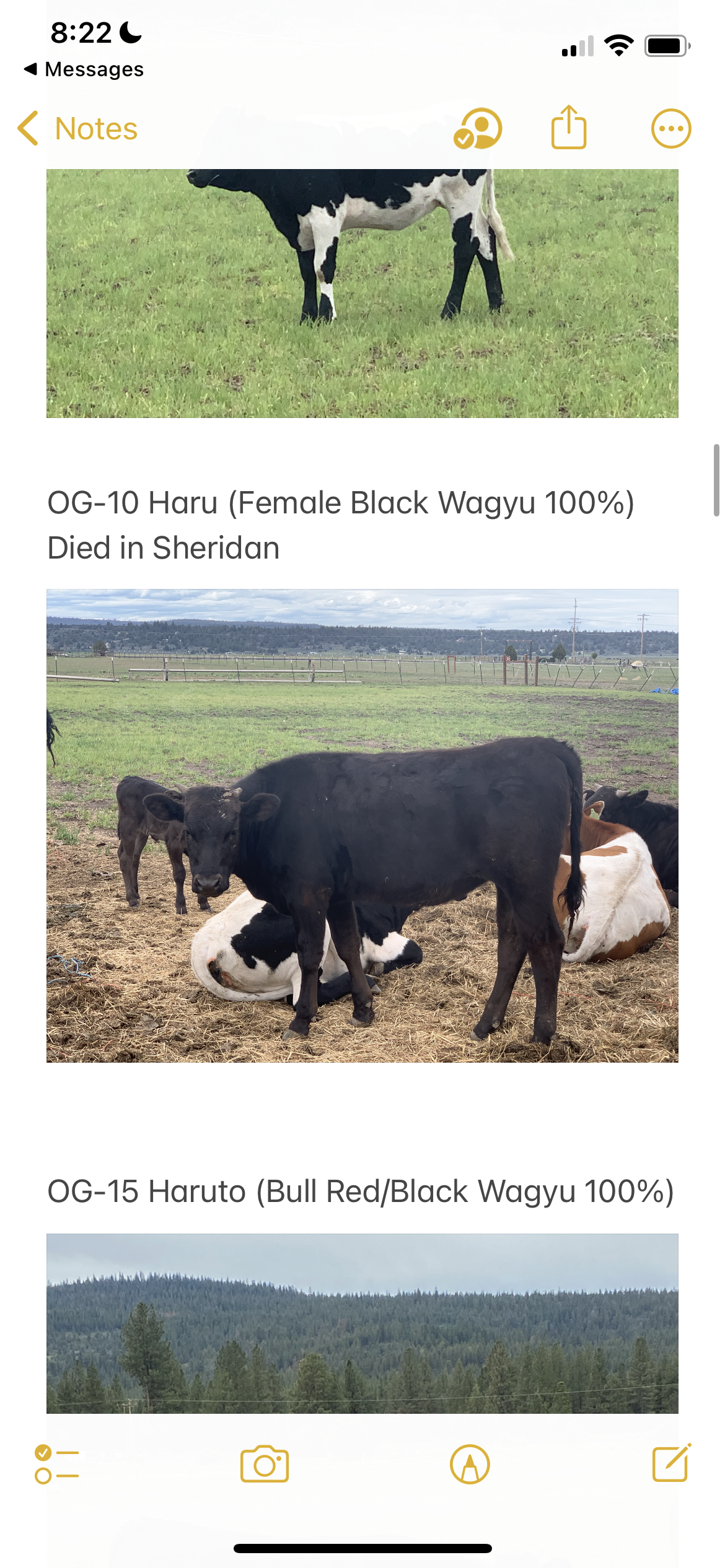 Wagyu cows