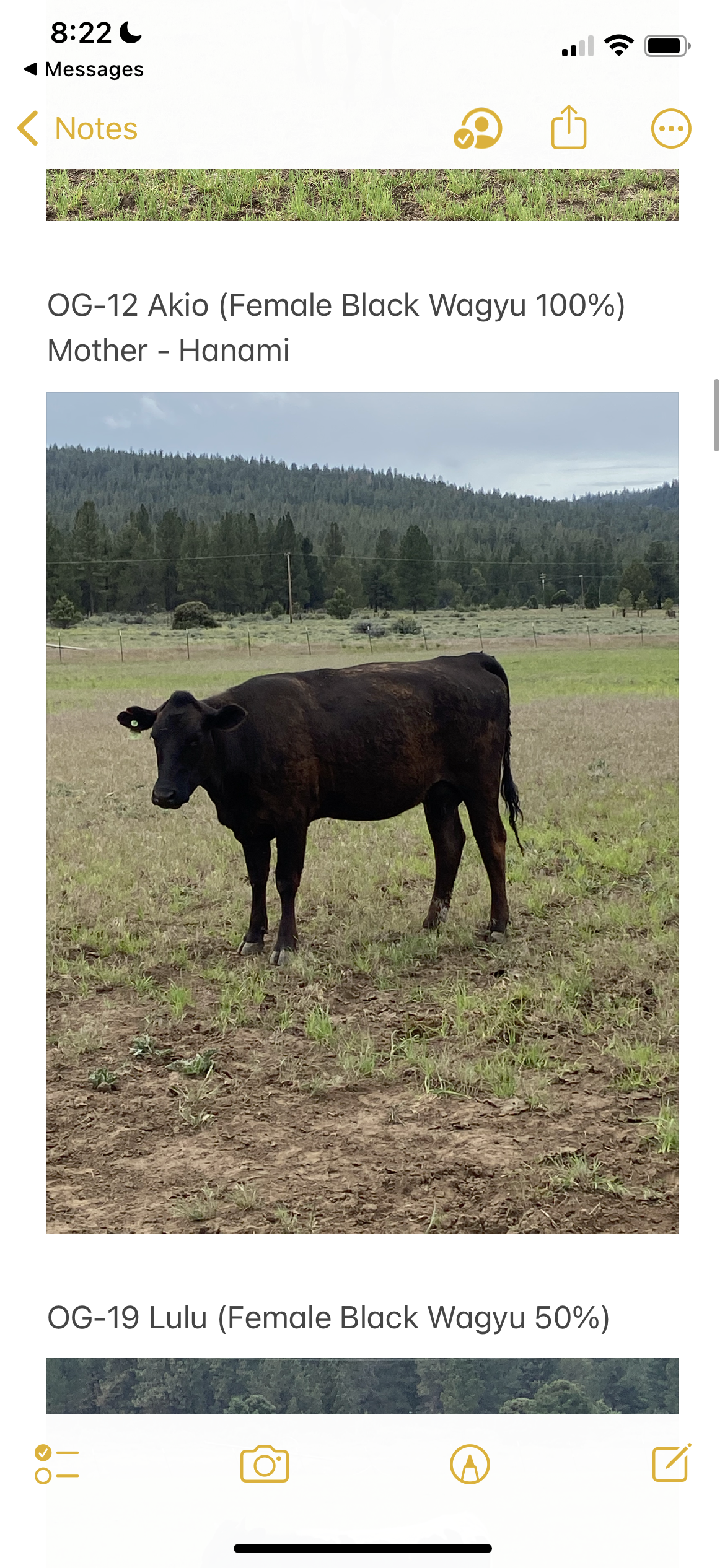 Wagyu cows