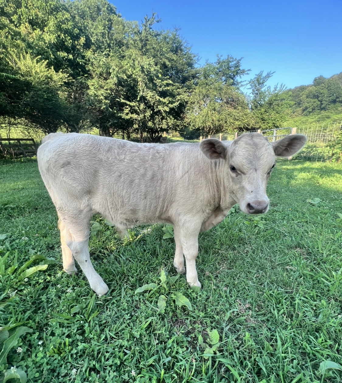 British White x Highland/Albion Bull Calf