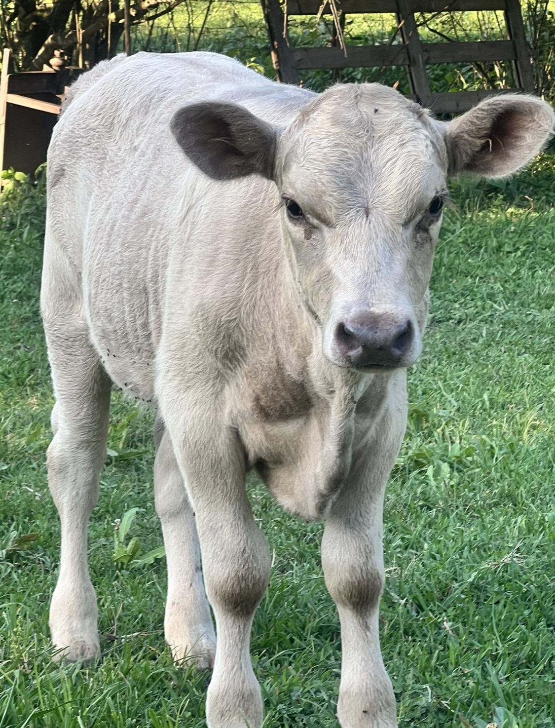 British White x Highland/Albion Bull Calf