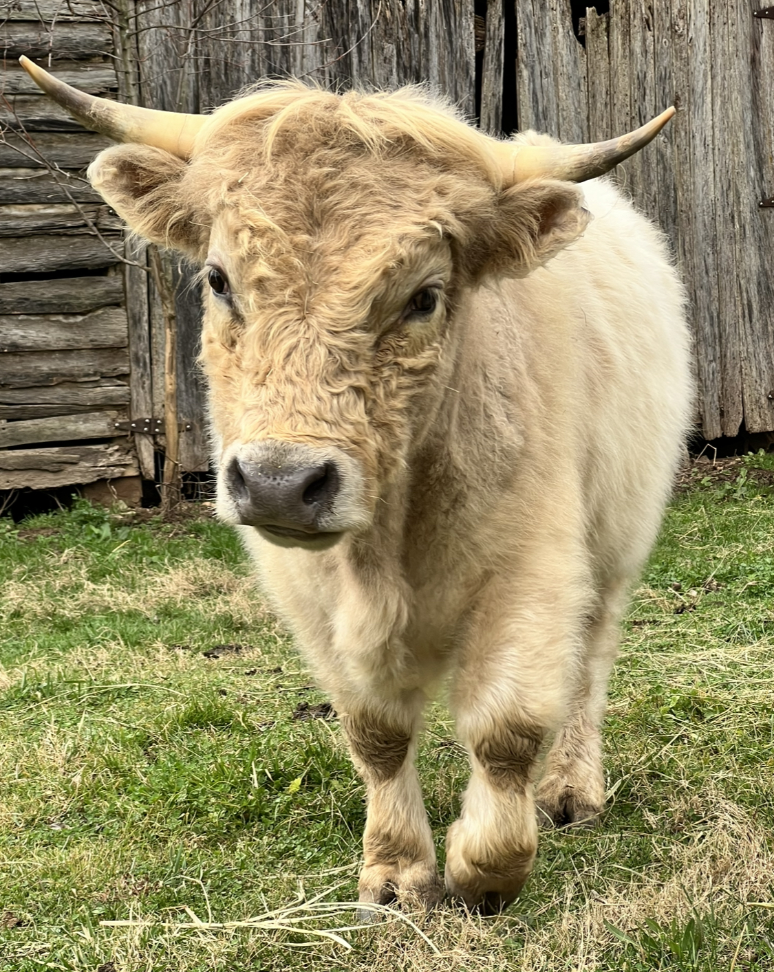 British White x Highland/Albion Bull Calf