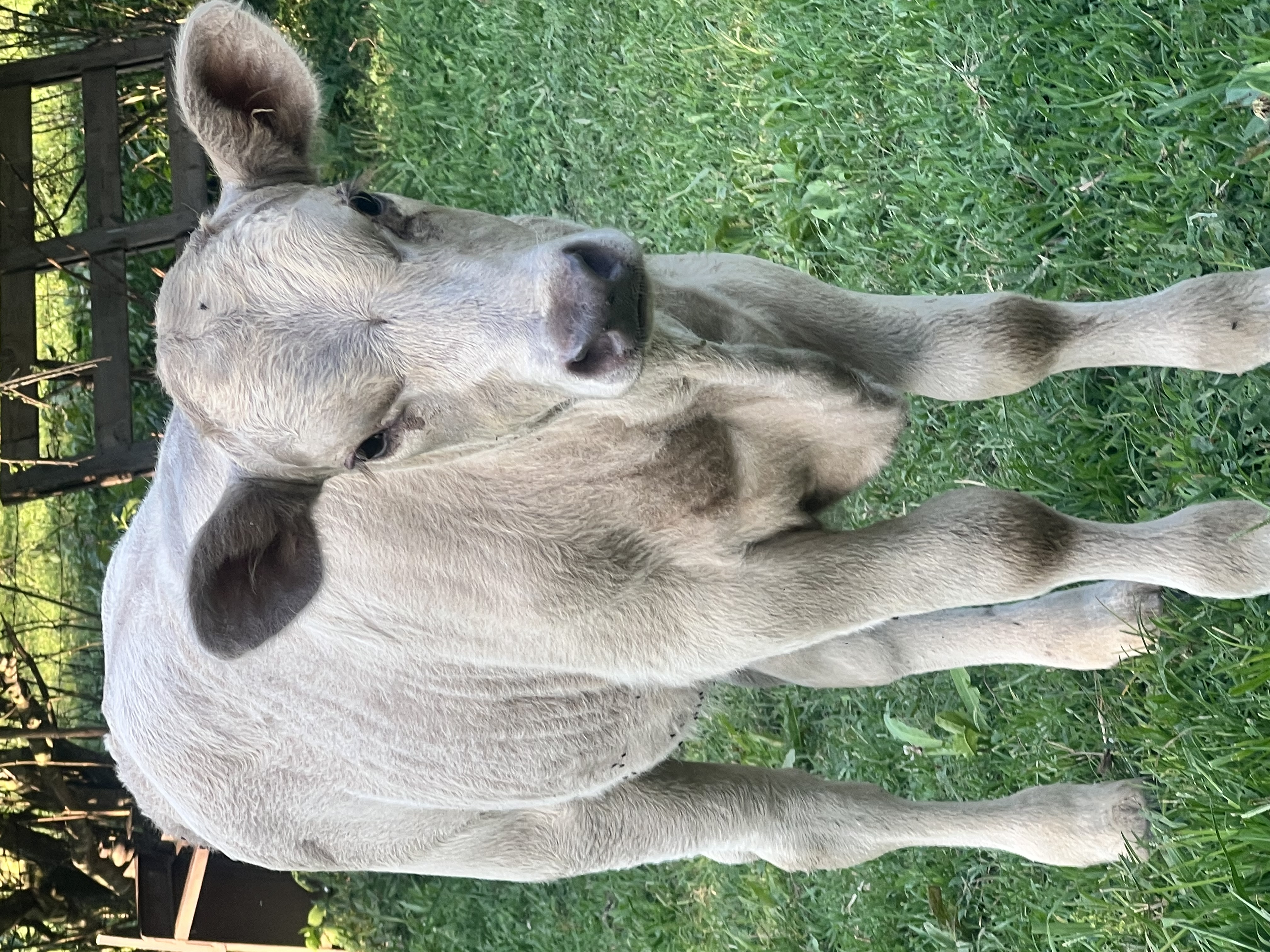 British White x Highland/Albion Bull Calf