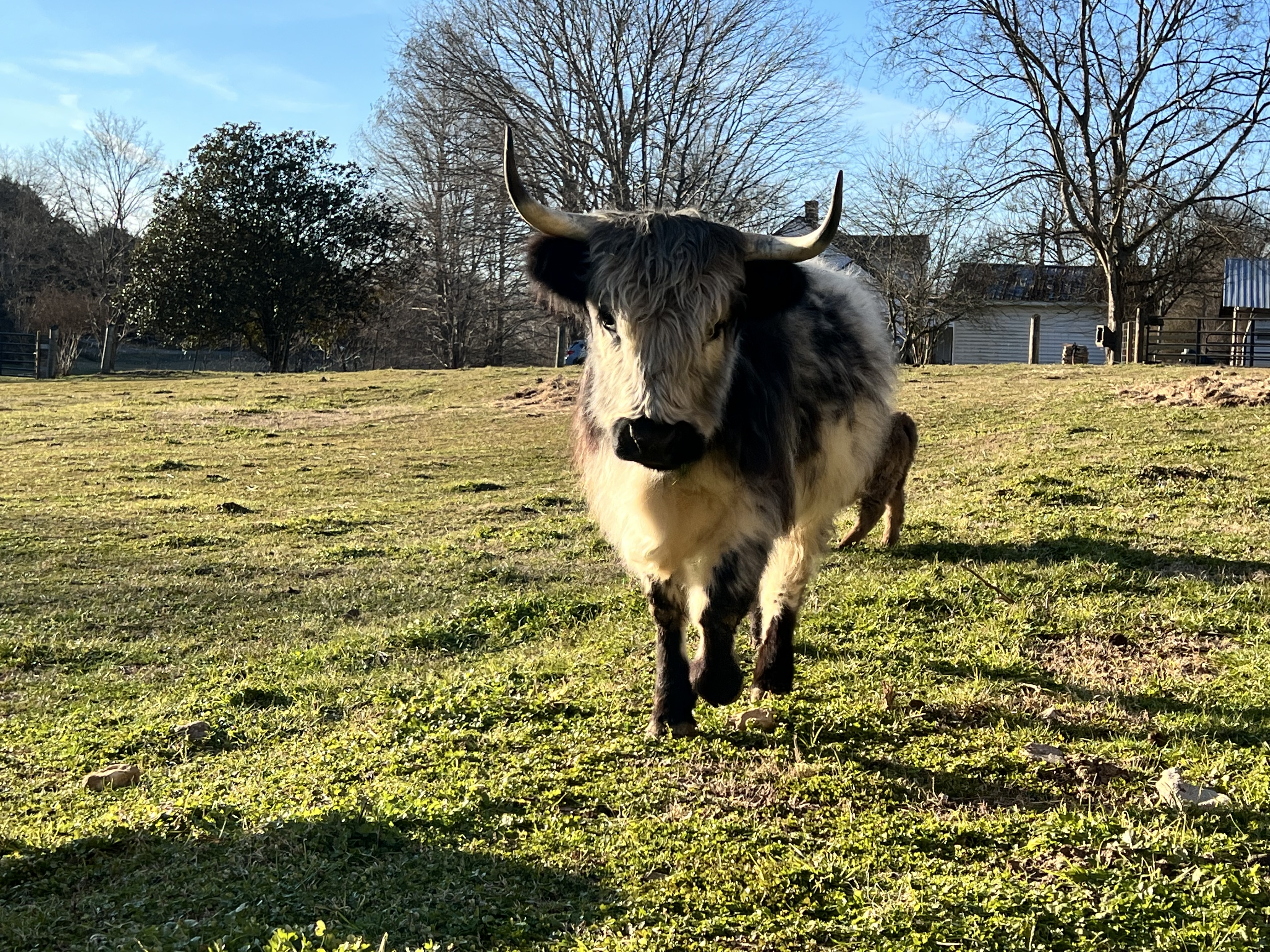 Mini Highpark Bull calf