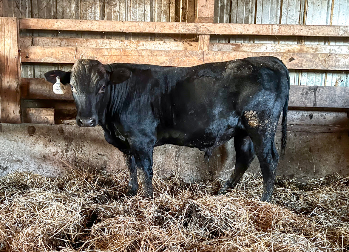 Wagyu Bull