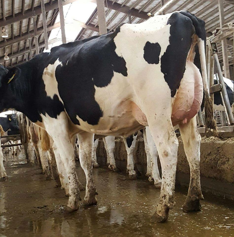 Jersey Replacement Heifers And Pregnant Cows A2 Tested