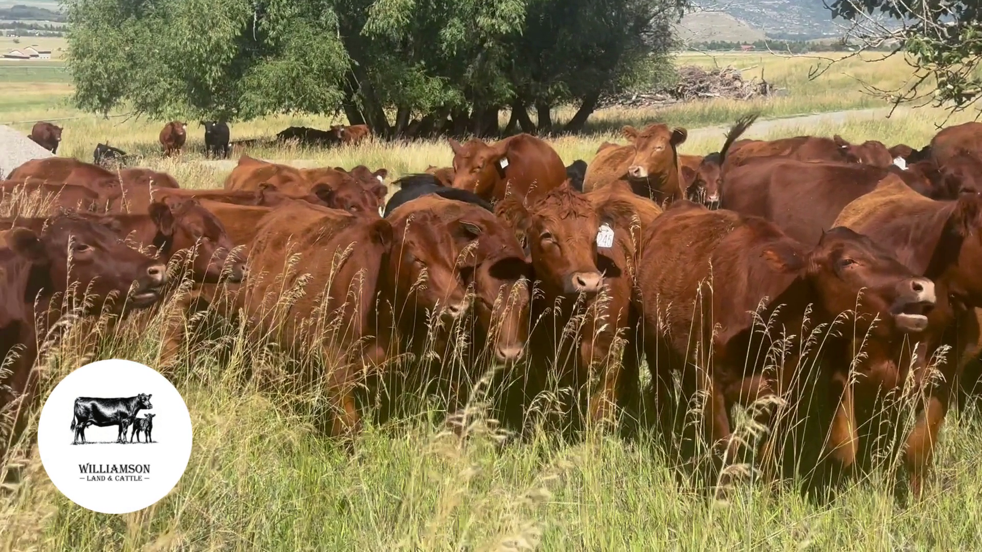 BH913A-246 Bred Heifers
