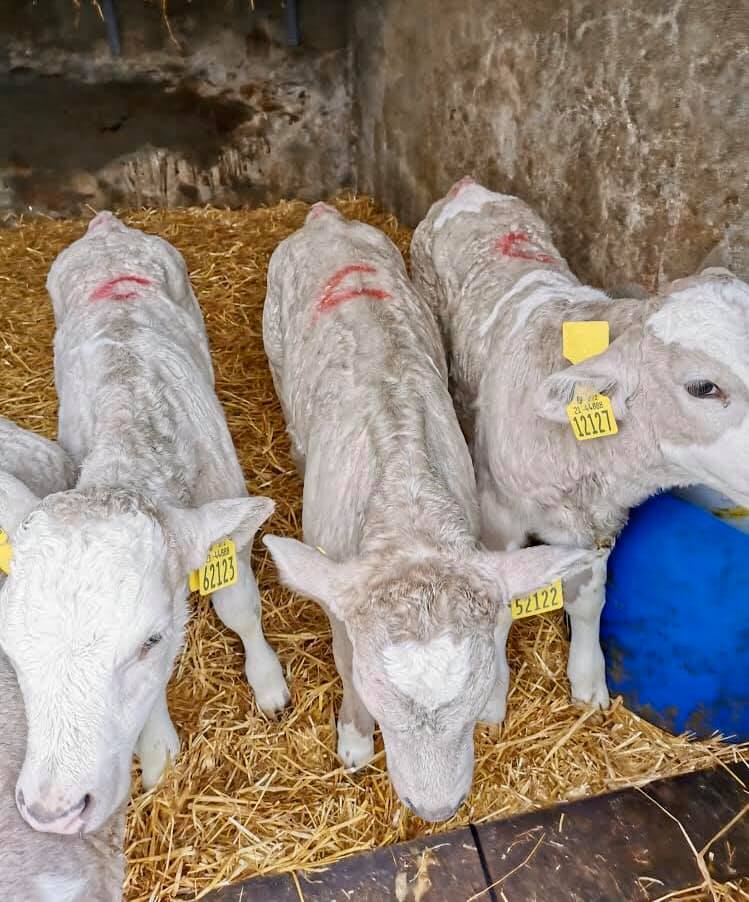 Charolais Heifer/Bull calves for sale