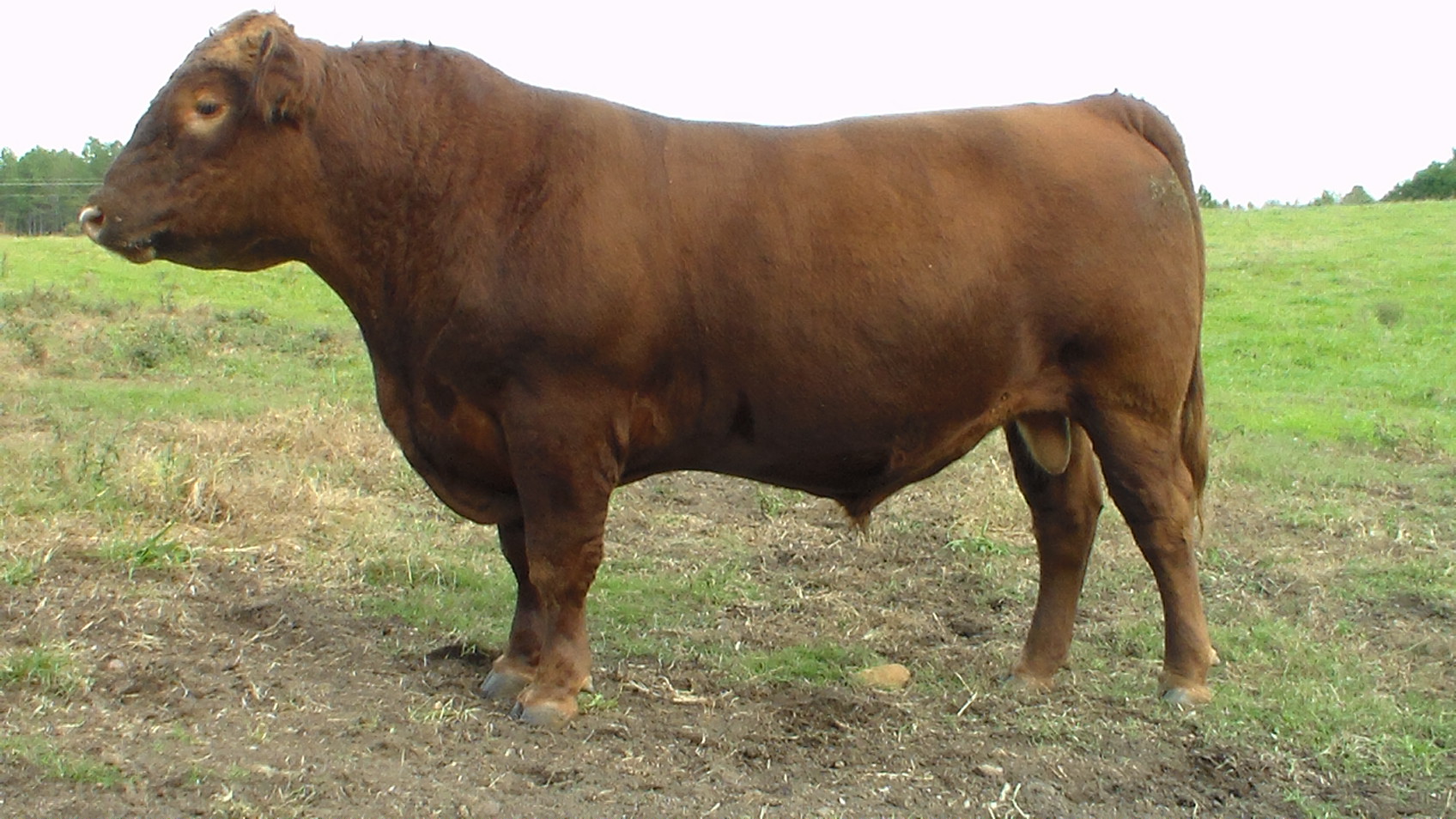 Red Angus Bulls