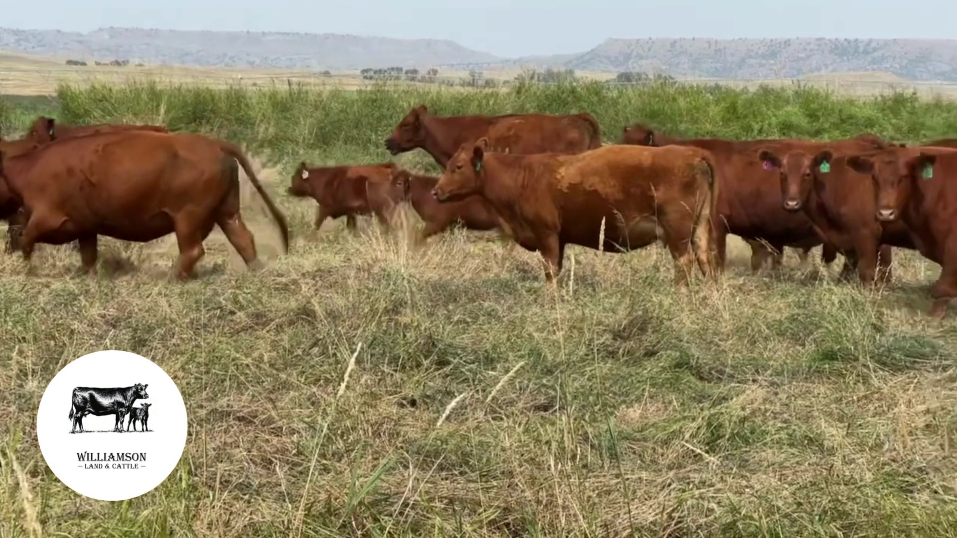 BC914C-43 Bred Cows