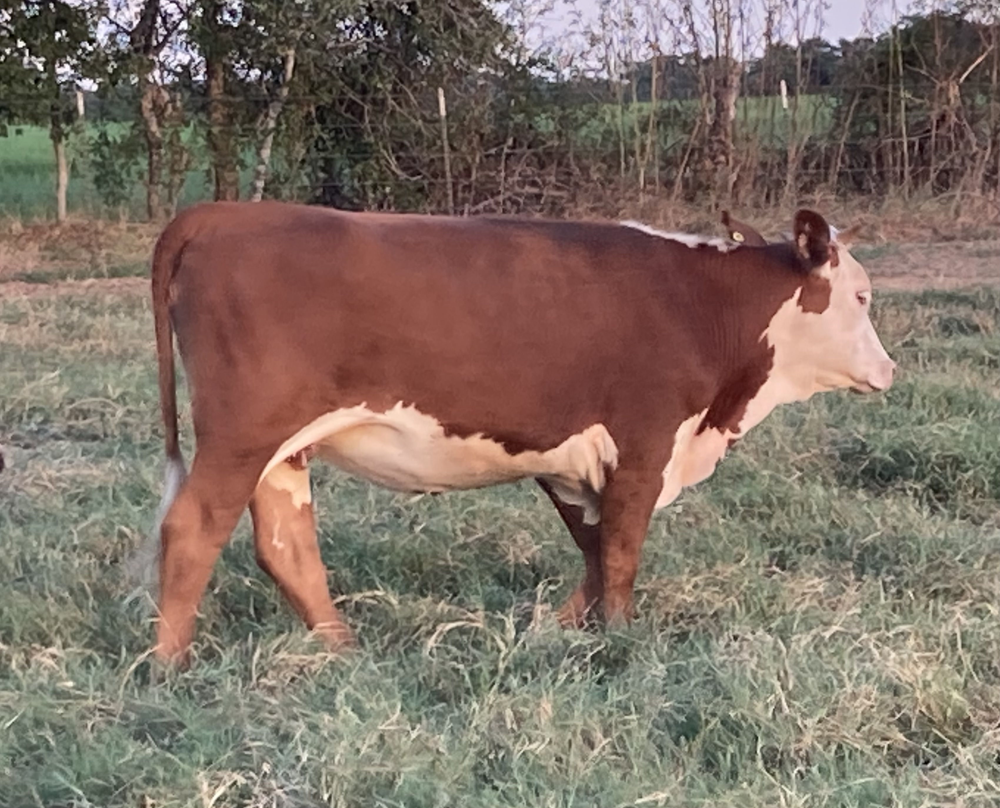 Red Baldies, Hereford x Red Brangus Unexposed Replacements