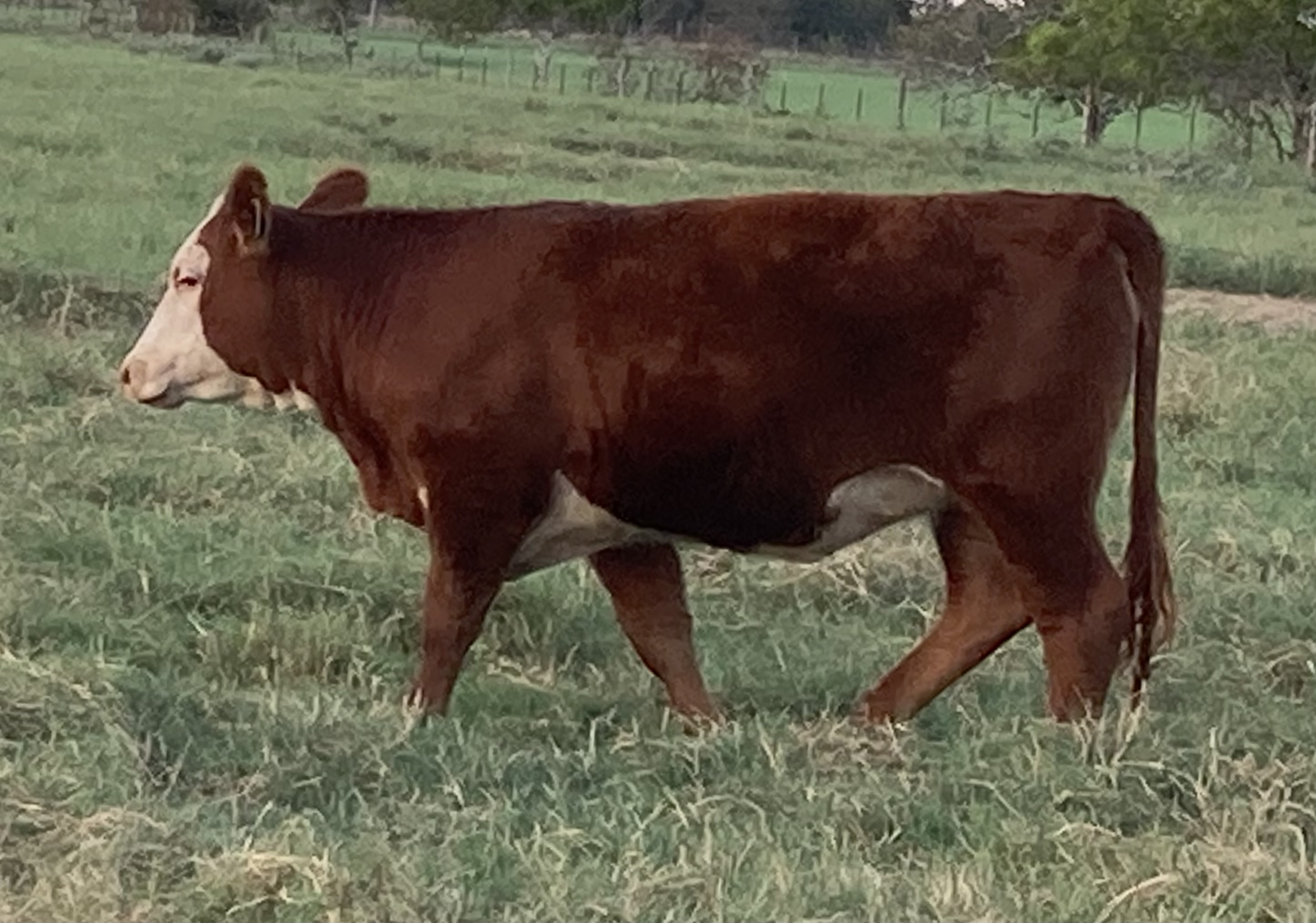 Red Baldies, Hereford x Red Brangus Unexposed Replacements