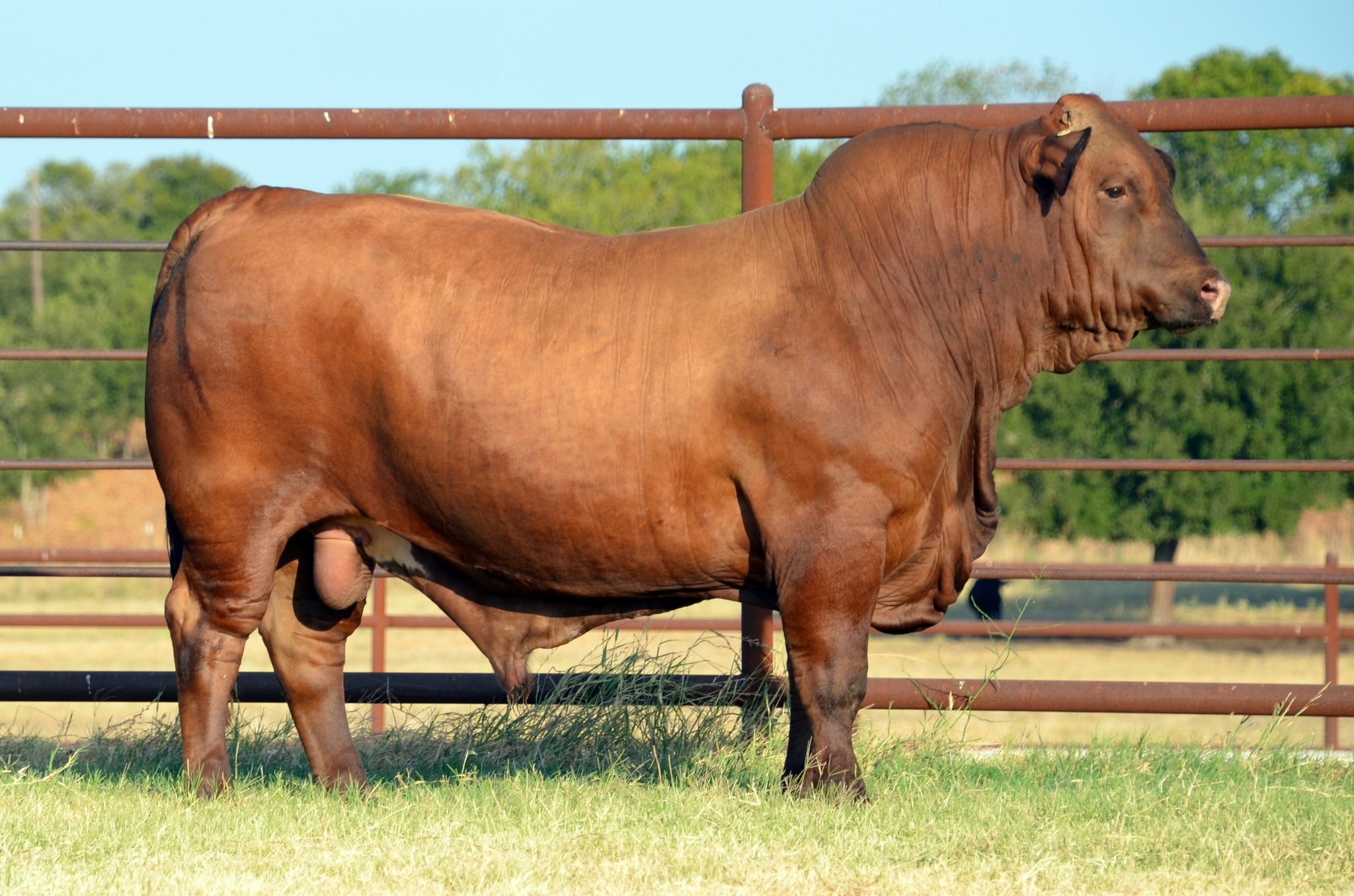 Beefmasters replacement Heifers, bred heifers And Cow Calf Pairs